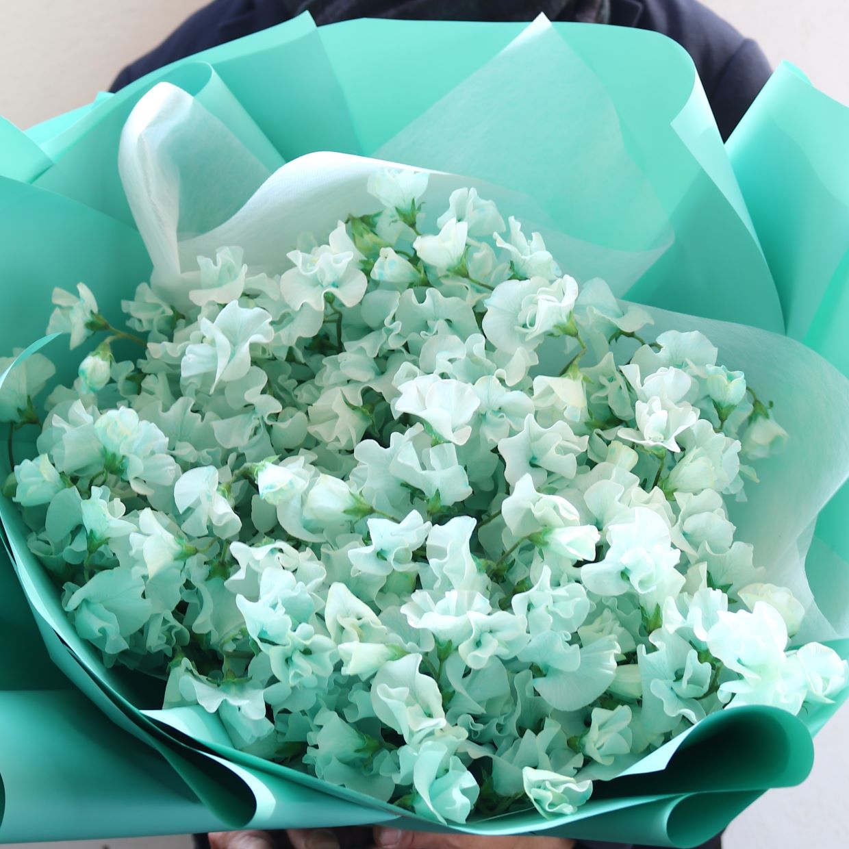 春の花束「香りのよいスイートピーの花束 そらいろ系100本」お誕生日 お祝い 卒業 入学 離職 就職 就任 Lサイズ ブーケ