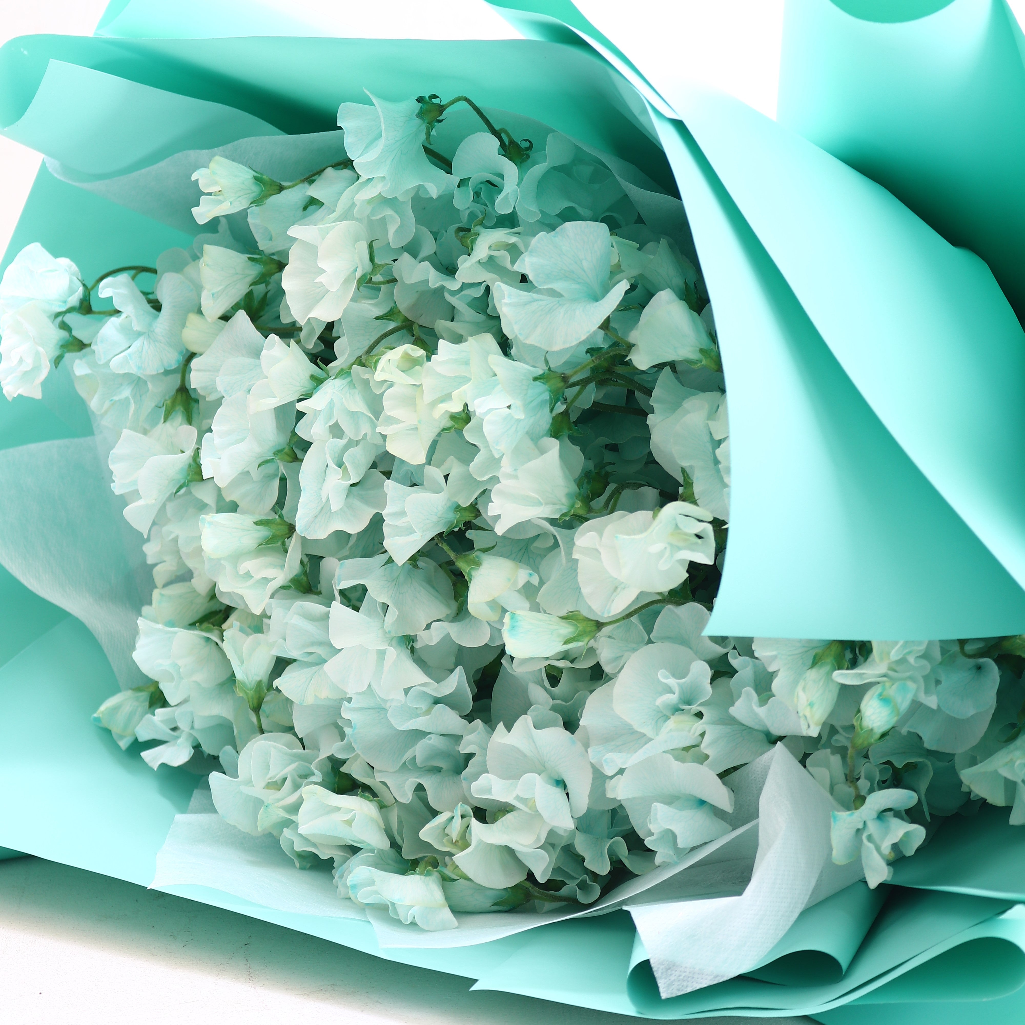 春の花束「香りのよいスイートピーの花束 そらいろ系100本」お誕生日 お祝い 卒業 入学 離職 就職 就任 Lサイズ ブーケ