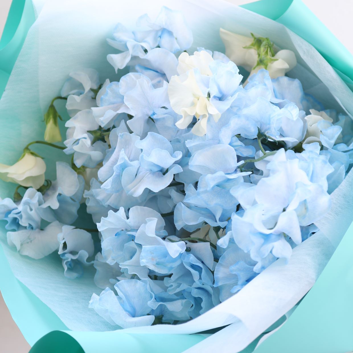 春の花束「香りのよいスイートピーの花束 そらいろ系25本」ライトブルー お誕生日 お祝い 卒業 入学 離職 就職 就任 Sサイズ ブーケ ¥15000 税別