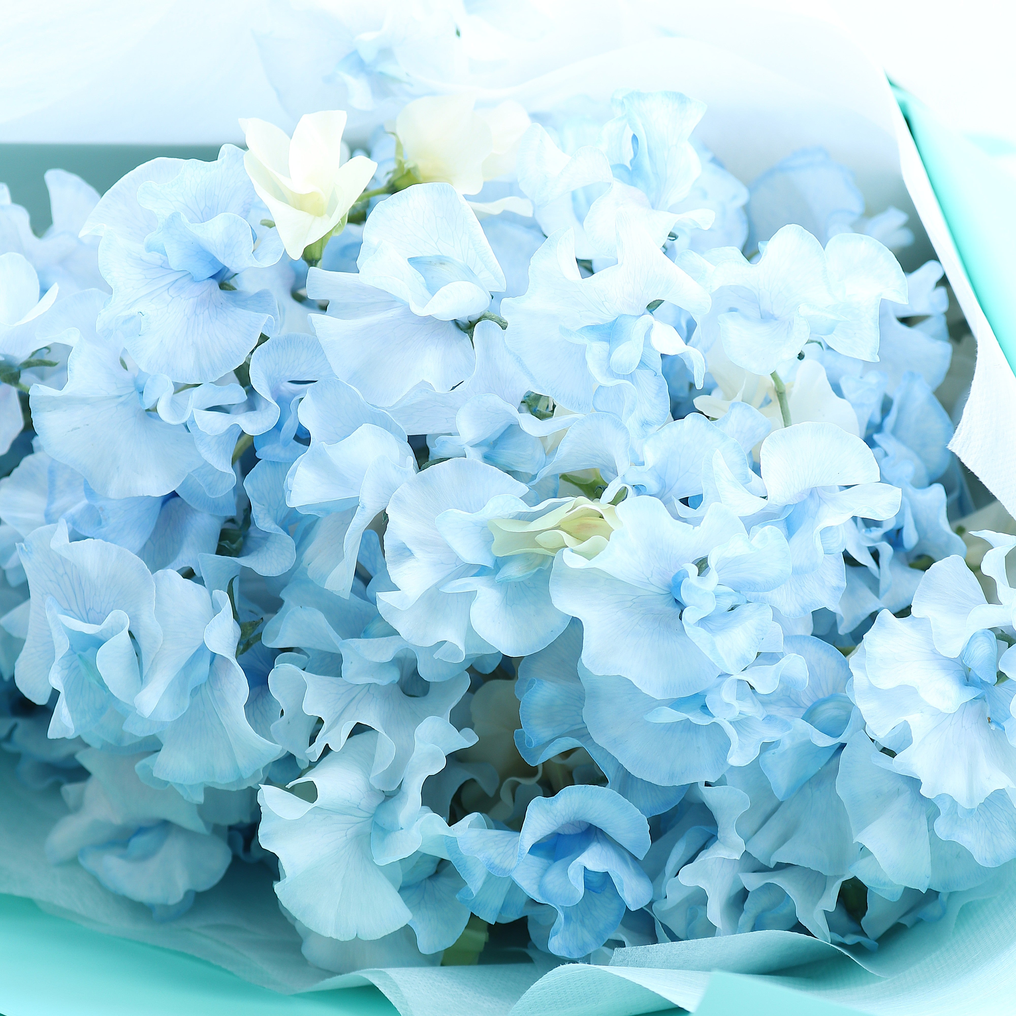 春の花束「香りのよいスイートピーの花束 そらいろ系50本」お誕生日 お祝い 卒業 入学 離職 就職 就任 Mサイズ ブーケ