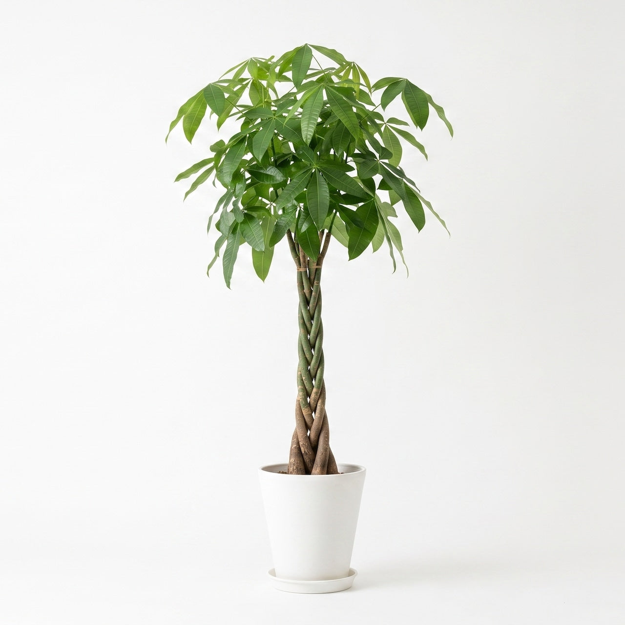 観葉植物 「パキラ」編み込み 陶器鉢 10号 33,000円（税別）お祝い 開業祝い 開店祝い 移転祝い 引越祝い 大きいサイズ LLサイズ