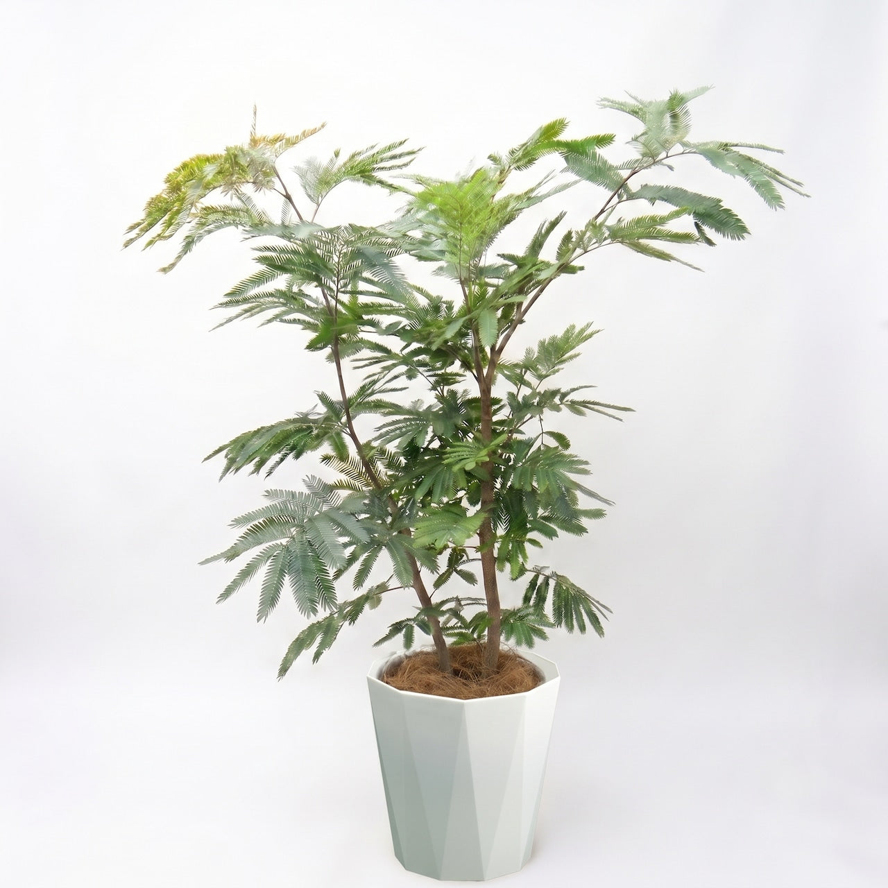 観葉植物「エバーフレッシュ」8号樹脂カバー 25000円（税込）大型 開店祝い 開業祝い 移転祝い 新築祝い 六本木配送無料 お祝い 引越祝い Lサイズ