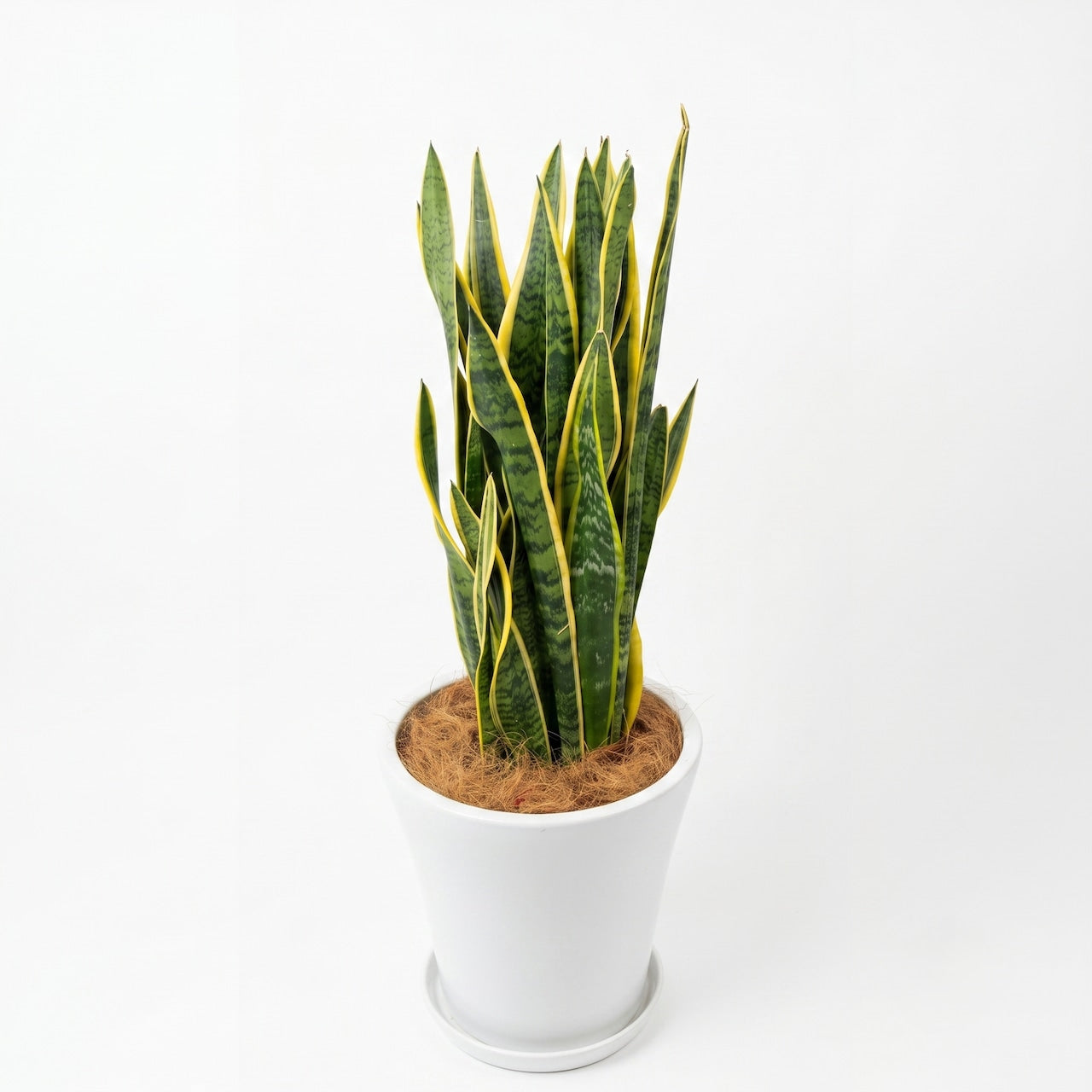 観葉植物 「サンスベリア ローレンティ」 陶器鉢 10号 33,000円（税別）お祝い 開業祝い 開店祝い 移転祝い 引越祝い 大きいサイズ LLサイズ