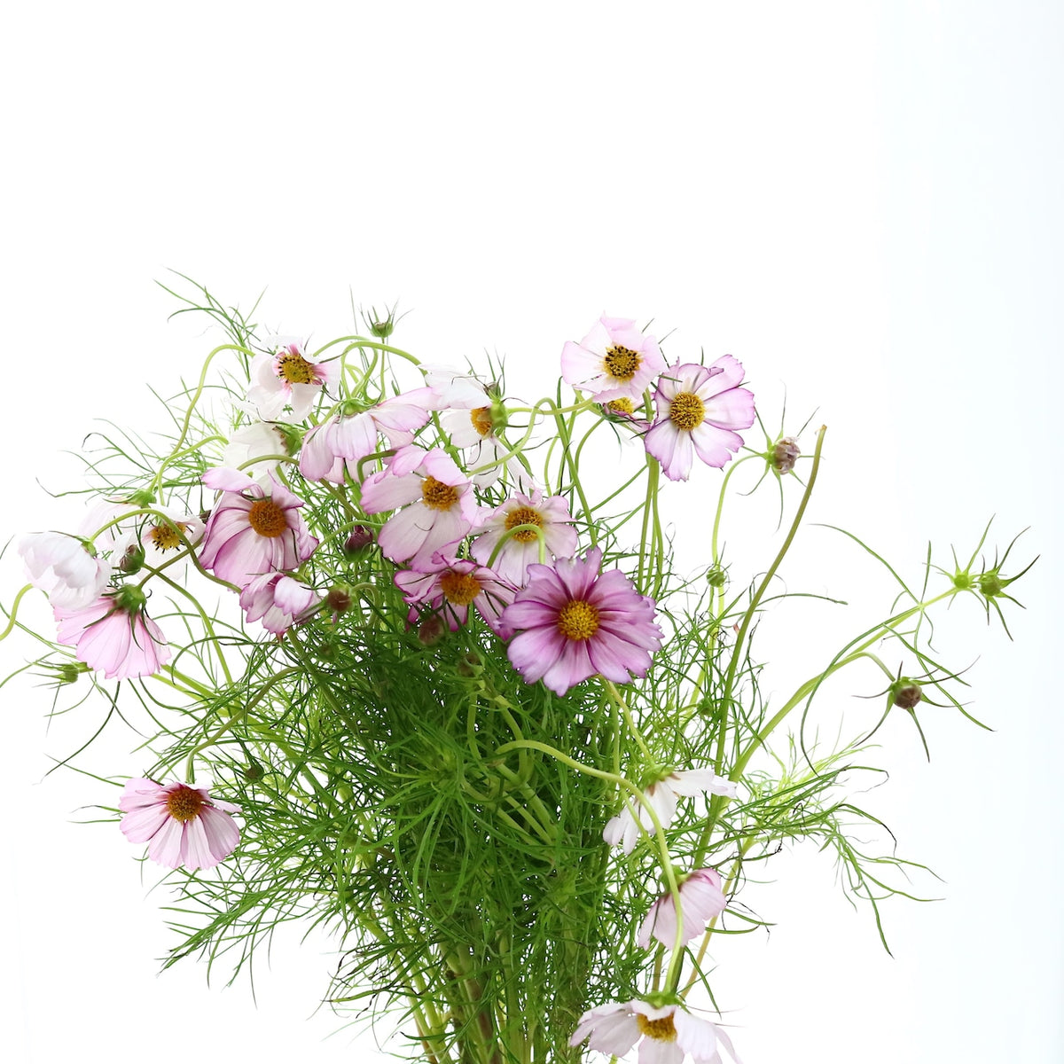 花束「秋風に揺れる可憐な花束　秋桜（コスモス）の花束 30本」 16,500円（税込） 誕生日 記念日 発表会 お祝い 六本木配送無料 ギフト 生花