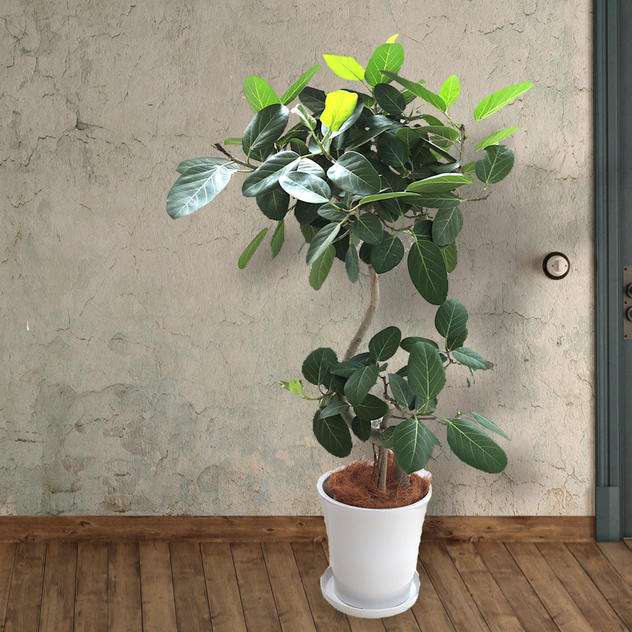 観葉植物 「フィカス・ベンガレンシス曲がり」陶器鉢 10号 35,000円（税別）ベンガル菩提樹 お祝い 開業祝い 開店祝い 移転祝い 引越祝い  Lサイズ