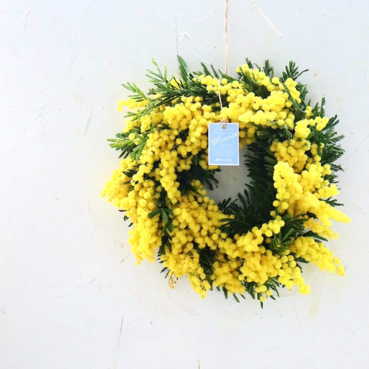 ミモザ「『花言葉は感謝』フランスミモザ・ミランドールの春を呼ぶ〜ドライになるまで楽しむ〜フレッシュリースS」ミモザの日　ミランドール　女性に贈る　国際女性デー　身近な女性に感謝をする日　ミモザの日を過ぎてもOK