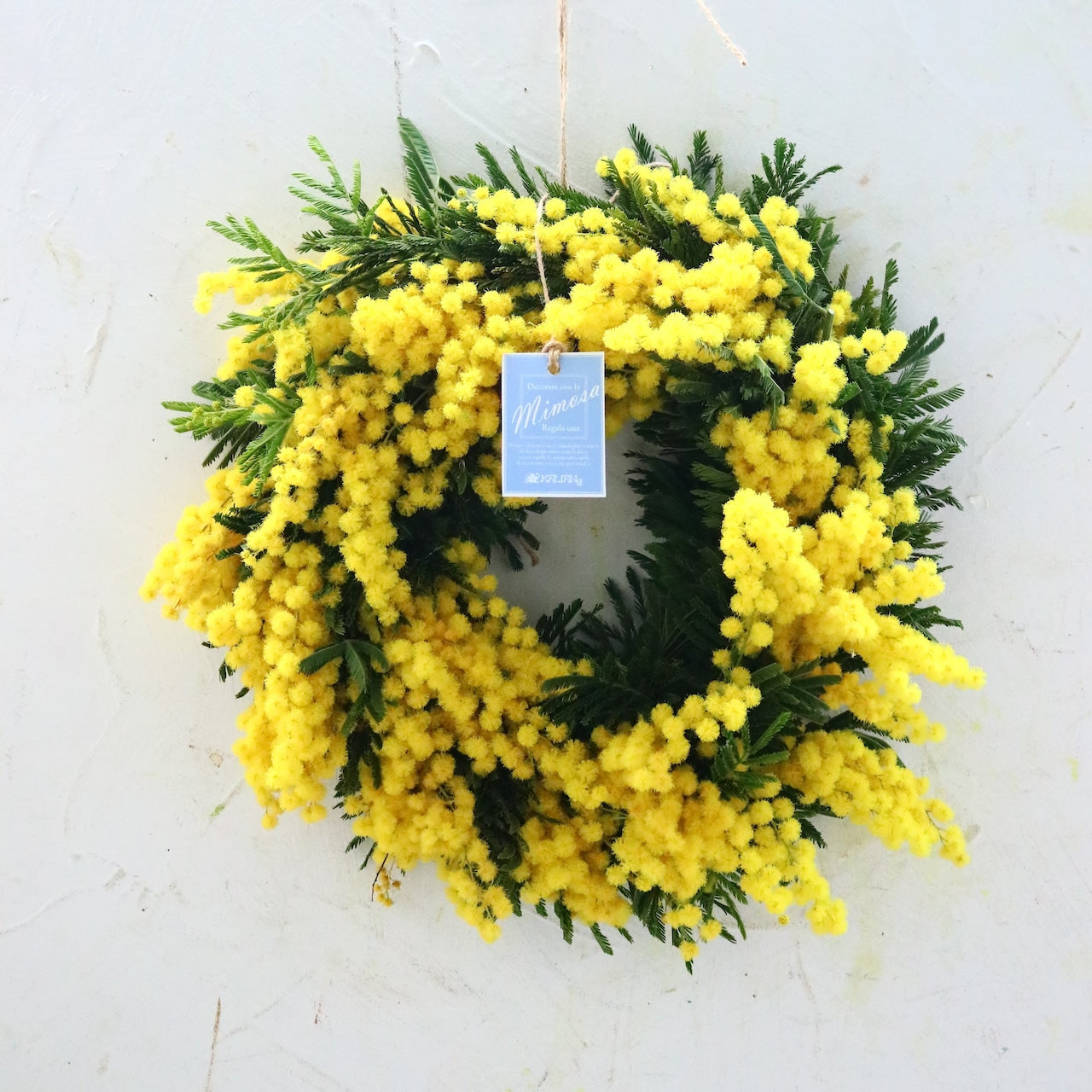 ミモザ「『花言葉は感謝』フランスミモザ・ミランドールの春を呼ぶ〜ドライになるまで楽しむ〜フレッシュリースS」ミモザの日　ミランドール　女性に贈る　国際女性デー　身近な女性に感謝をする日　ミモザの日を過ぎてもOK