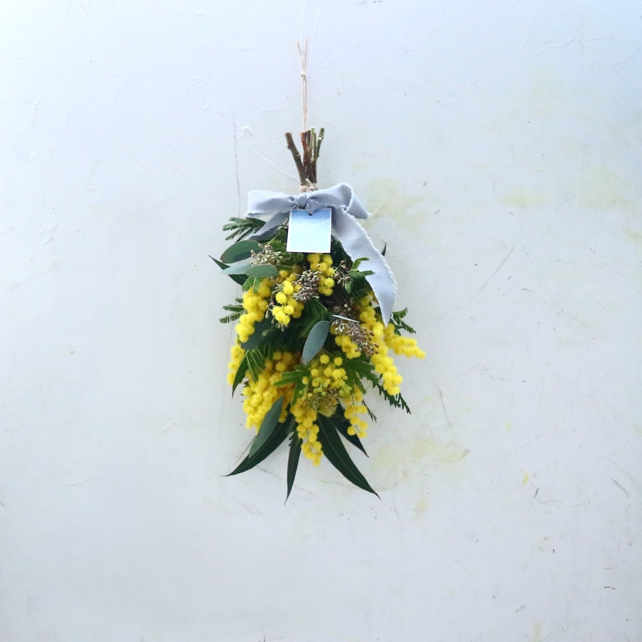 ミモザ「『花言葉は感謝』フランスミモザ・ミランドールのスワッグ S」ミモザの日　ミランドール　女性に贈る　国際女性デー　身近な女性に感謝をする日　ミモザの日を過ぎてもOK