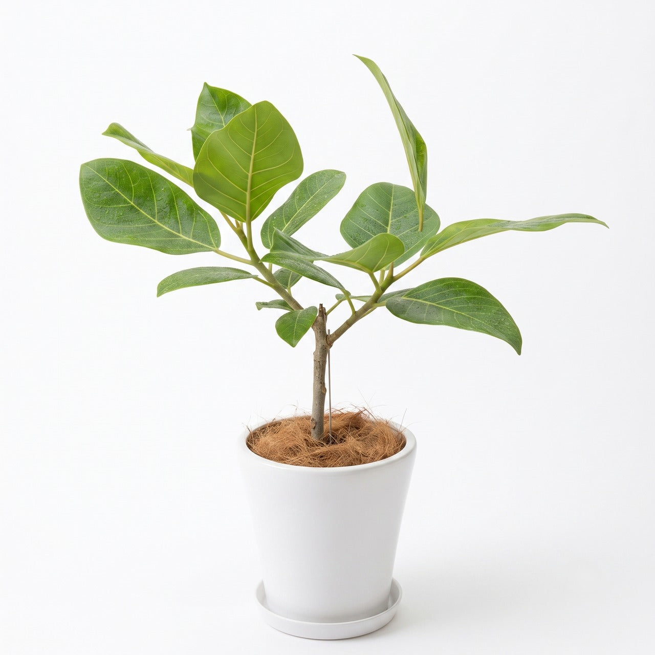 観葉植物「フィカス・アルテシマ」白陶器鉢 5号 11,000円（税込） 卓上 小型 開店祝い 開業祝い 移転祝い 新築祝い 六本木配送無料 お祝い 引越祝い インテリアグリーン　Mサイズ