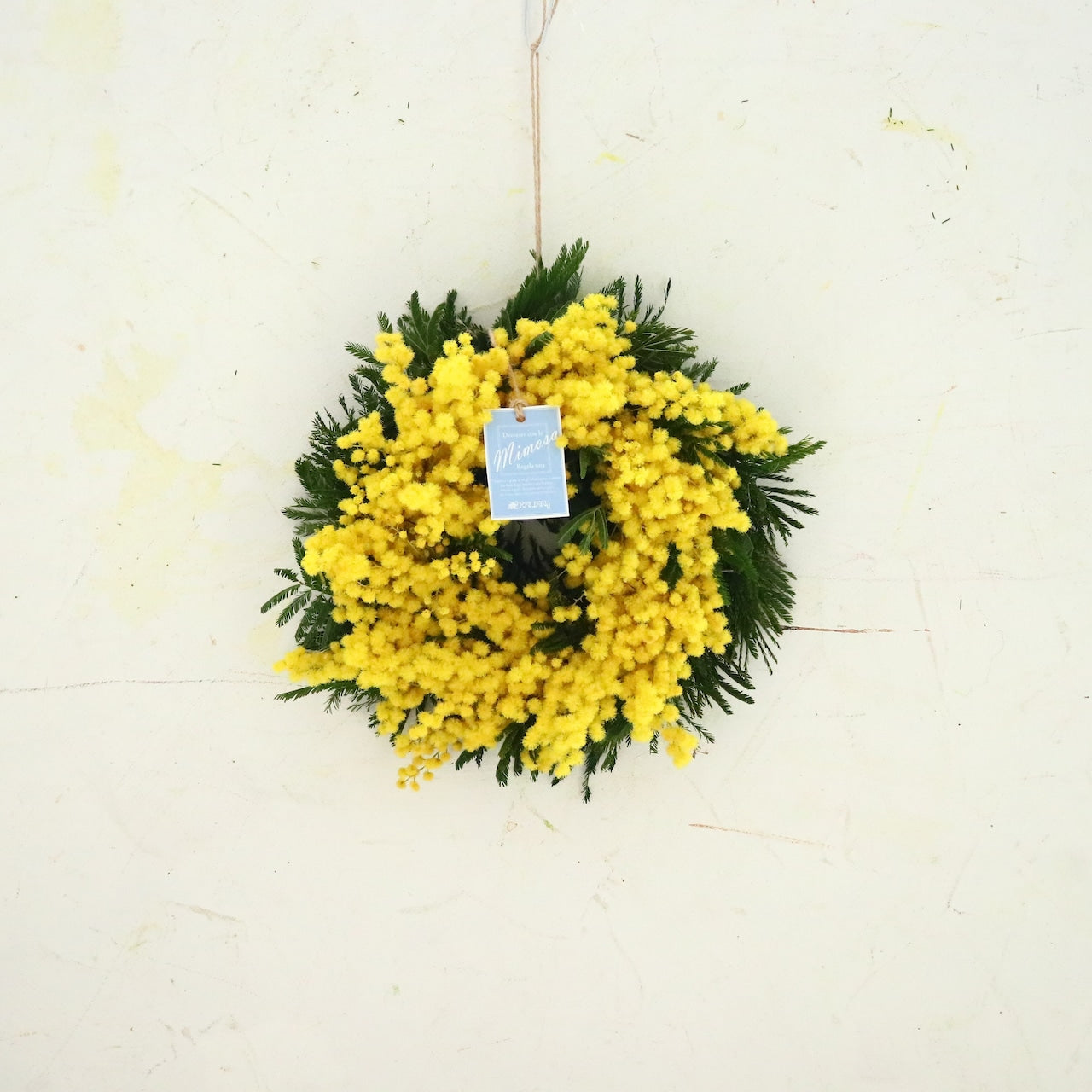 ミモザ「『花言葉は感謝』フランスミモザ・ミランドールの春を呼ぶ〜ドライになるまで楽しむ〜フレッシュリースS」ミモザの日　ミランドール　女性に贈る　国際女性デー　身近な女性に感謝をする日　ミモザの日を過ぎてもOK