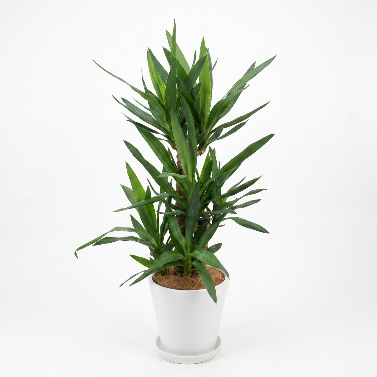 観葉植物「ユッカ（青年の木）」陶器鉢7号 15000円（税別）大型  開店祝い 開業祝い 移転祝い 新築祝い 六本木配送無料　お祝い 開業祝い 開店祝い 移転祝い 引越祝い Mサイズ