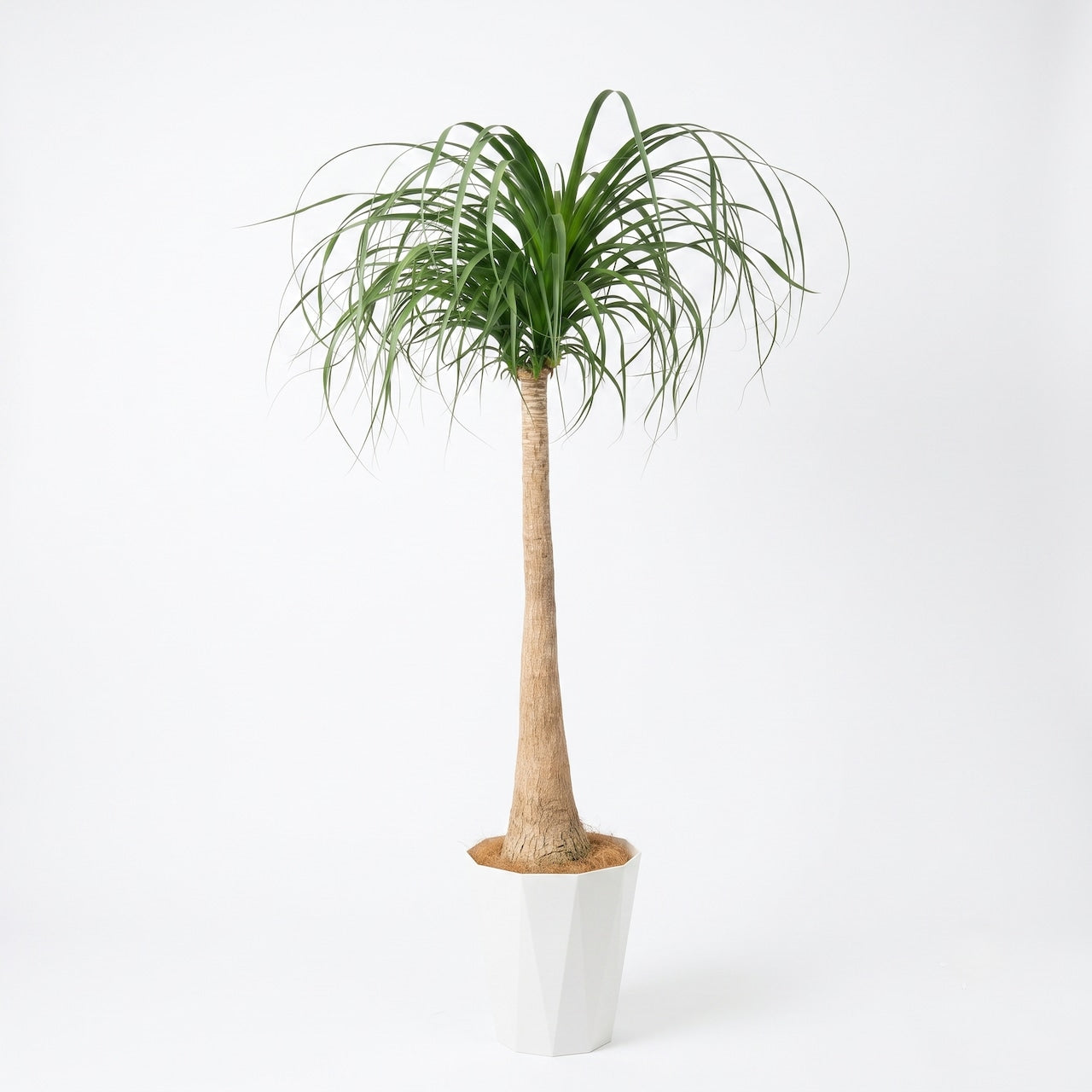 観葉植物「トックリラン（ポニーテール）」白樹脂鉢カバー10号 25,000円（税込） 大型 開店祝い 開業祝い 移転祝い 新築祝い 六本木配送無料 お祝い 引越祝い LLサイズ