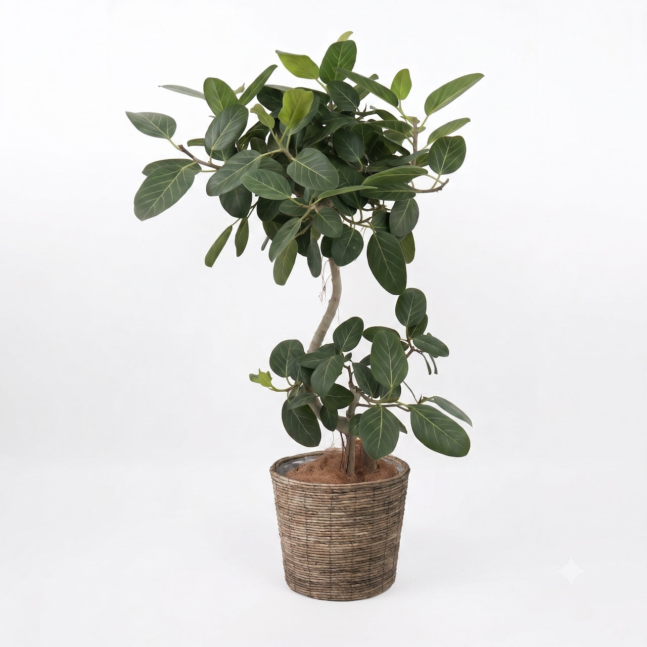 観葉植物 「フィカス・ベンガレンシス曲がり」茶系バスケット鉢カバー 10号 30,000円（税別）ベンガル菩提樹 お祝い 開業祝い 開店祝い 移転祝い 引越祝い  Lサイズ