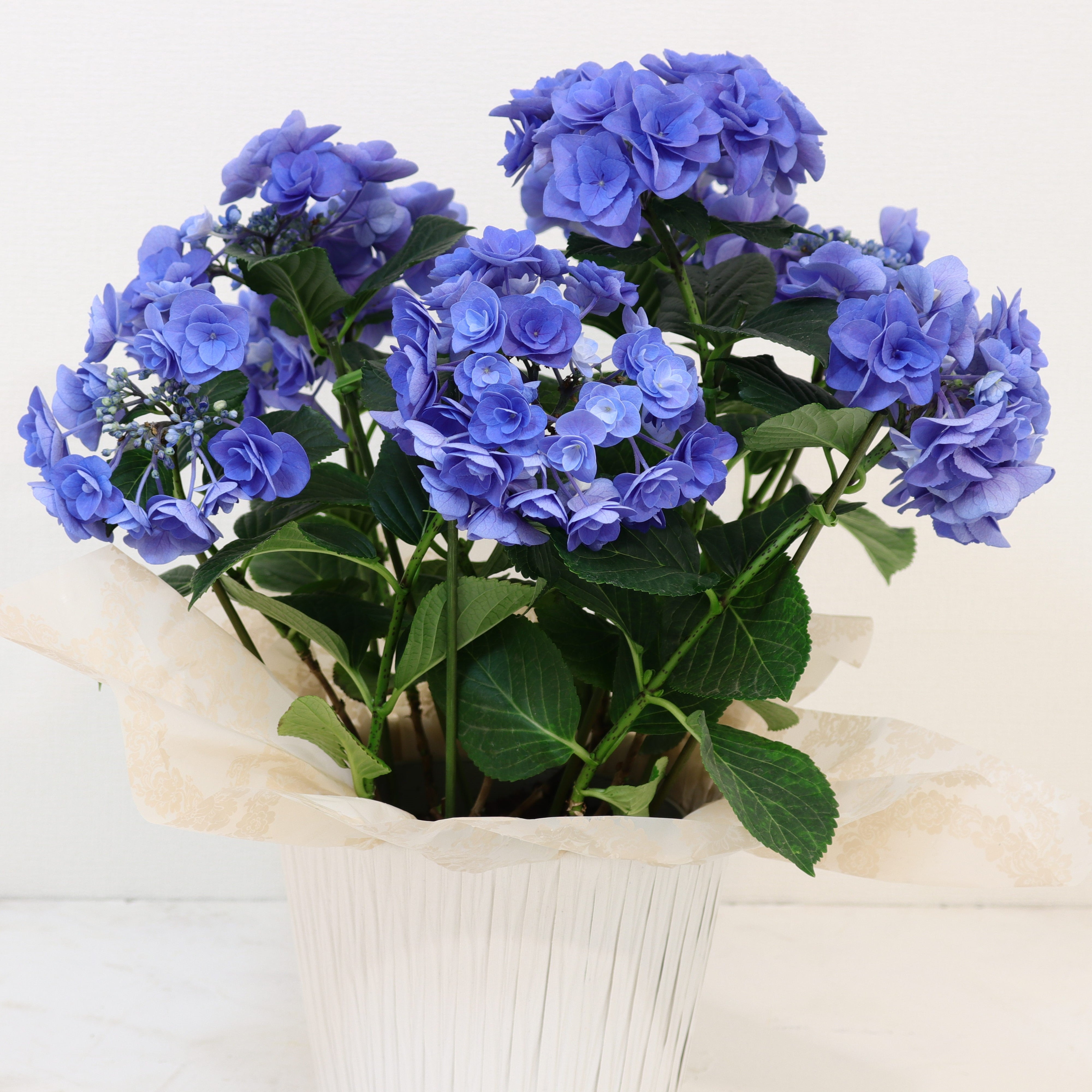 母の日 花鉢「アジサイ ブルー系八重咲品種おまかせ」ギフト 5号 アジサイ 青 鉢カバー付き