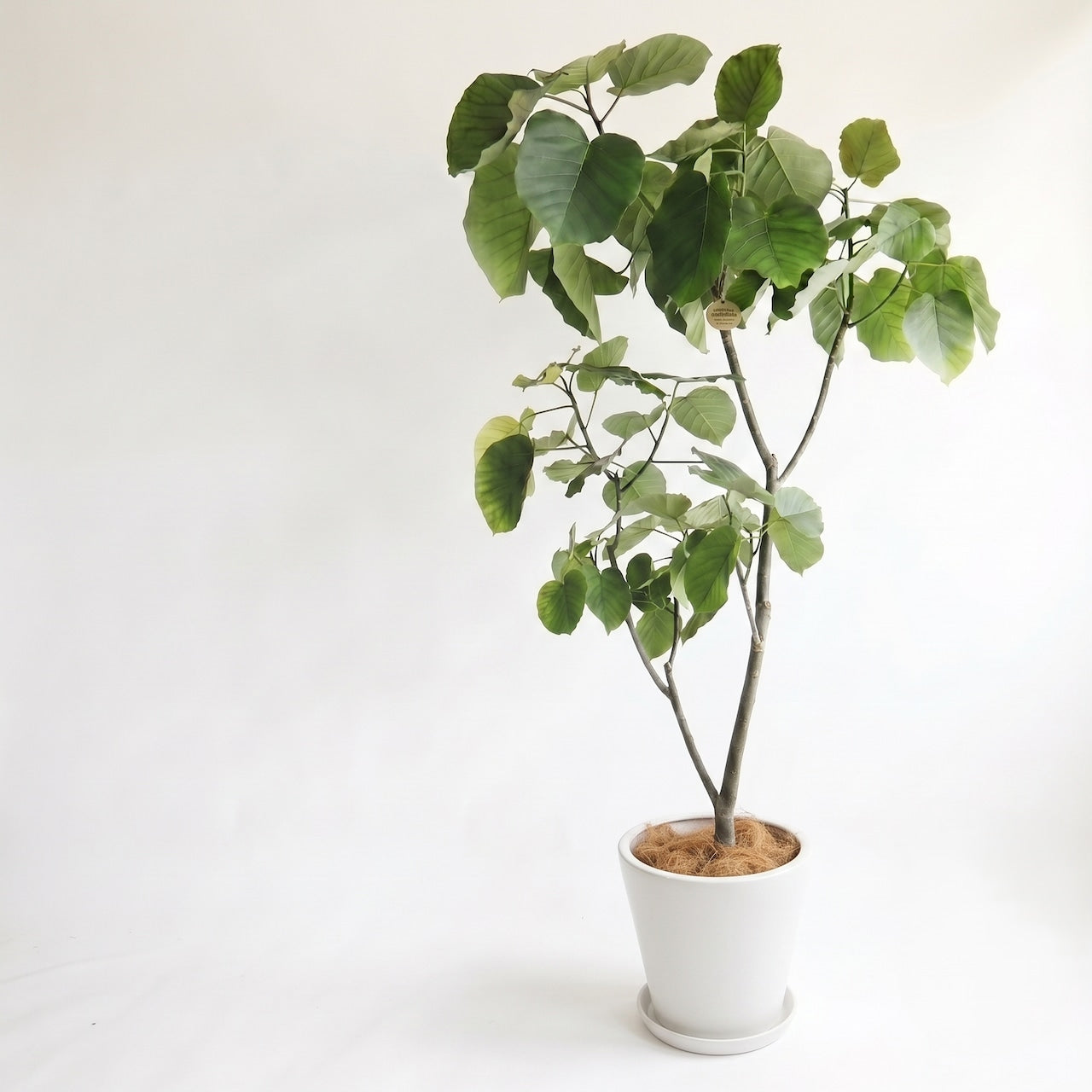 観葉植物「フィカス・ウンベラータ」 陶器鉢10号  33,000円(税別 )お祝い 開業祝い 開店祝い 移転祝い 引越祝い 大きいサイズ LLサイズ