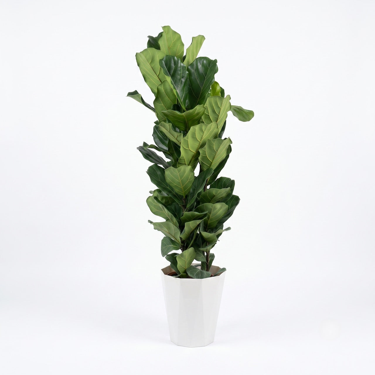 観葉植物「フィカス・カシワバゴムノキ」樹脂鉢カバー10号 22000円（税別） 大型 開店祝い 開業祝い 移転祝い 新築祝い 六本木配送無料 お祝い 引越祝い LLサイズ