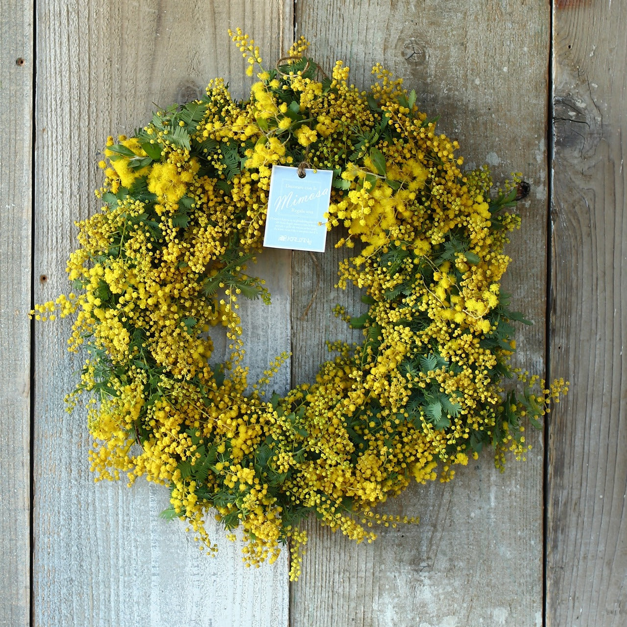 ミモザ 「ミモザのドライフラワーになるフレッシュリース」Lサイズ 35cm ミモザ フレッシュ ミモザアカシア