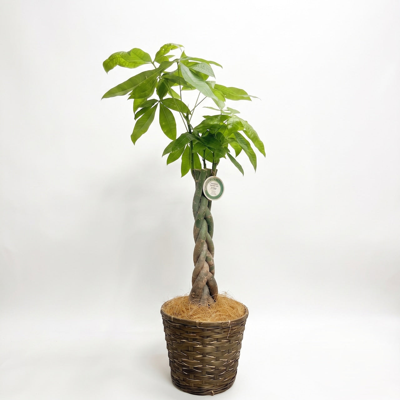 観葉植物 「パキラ」編み込み バスケット鉢カバー 8号  18,000円（税込） Lサイズ お祝い 開業祝い 開店祝い 移転祝い 引越祝い