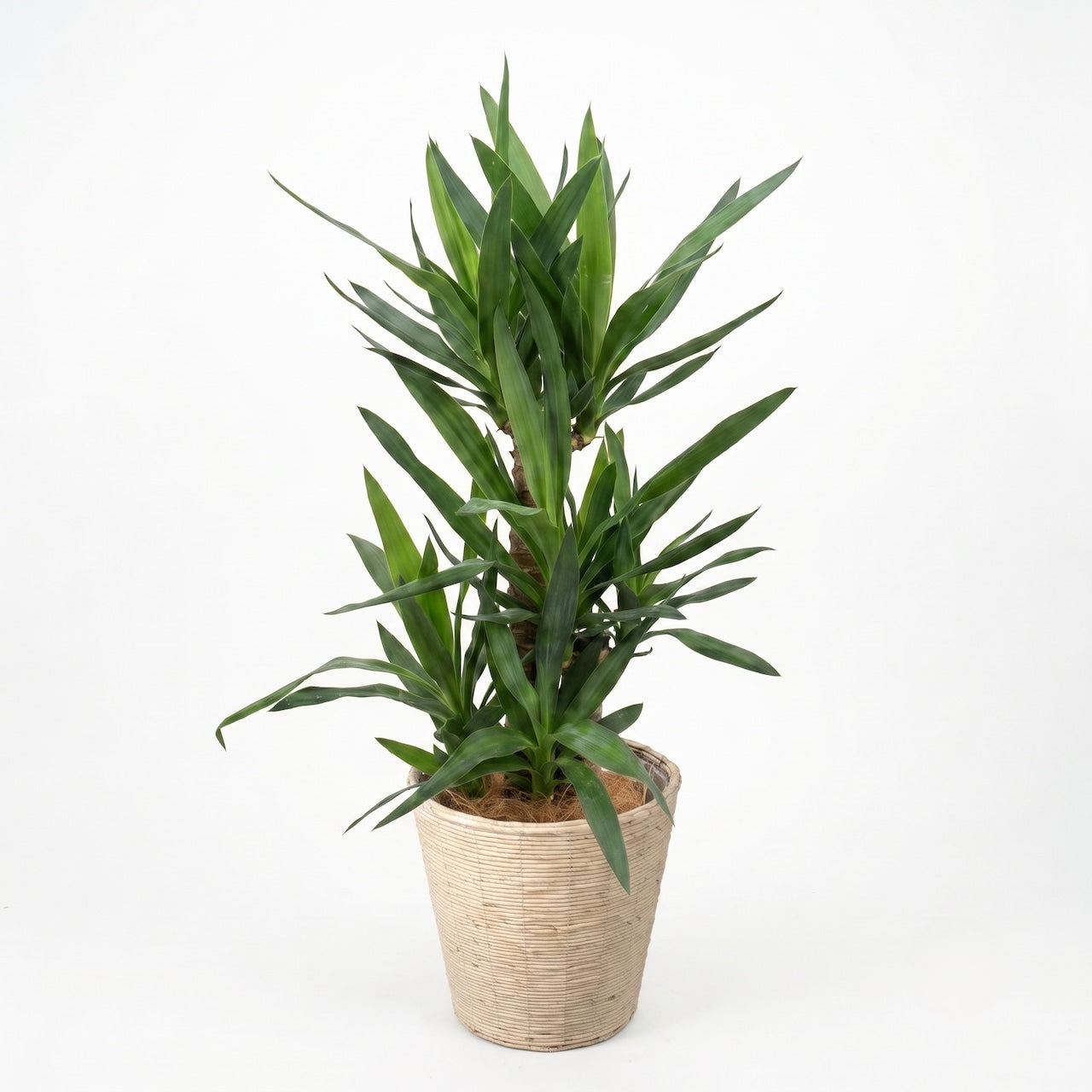 観葉植物「ユッカ（青年の木）」バスケット鉢カバー7号 120000円（税別） 開店祝い 開業祝い 移転祝い 新築祝い 六本木配送無料　お祝い 開業祝い 開店祝い 移転祝い 引越祝い 大きいサイズ LLサイズ