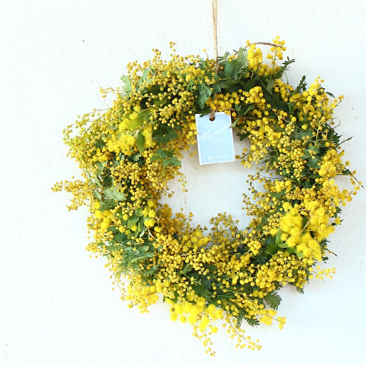 ミモザ  リース「ミモザのドライフラワーになるフレッシュリース」Mサイズ 25cm ミモザ フレッシュ ミモザアカシア