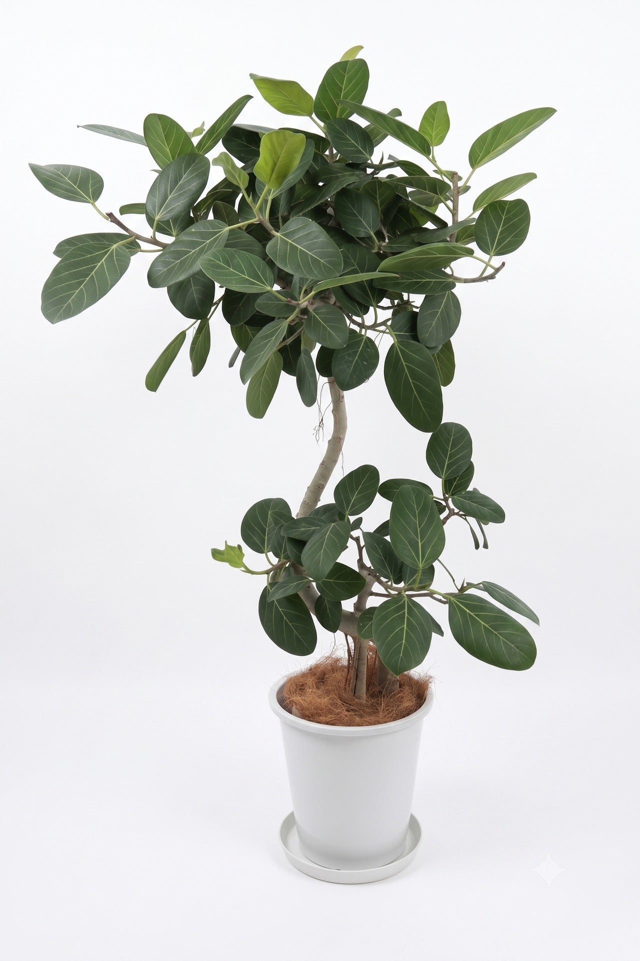 観葉植物 「フィカス・ベンガレンシス曲がり」陶器鉢 10号 35,000円（税別）ベンガル菩提樹 お祝い 開業祝い 開店祝い 移転祝い 引越祝い  Lサイズ