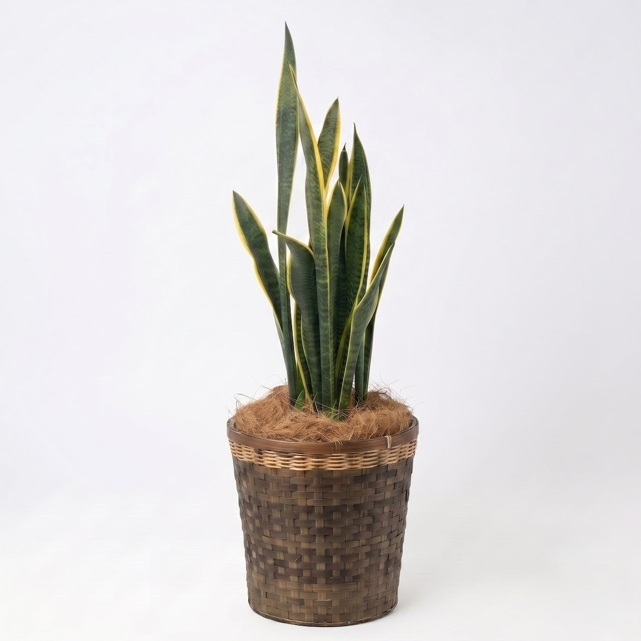 観葉植物 「サンスベリア ローレンティ」 バスケット鉢カバー 8号 18,000円（税別）お祝い 開業祝い 開店祝い 移転祝い 引越祝い 大きいサイズ LLサイズ