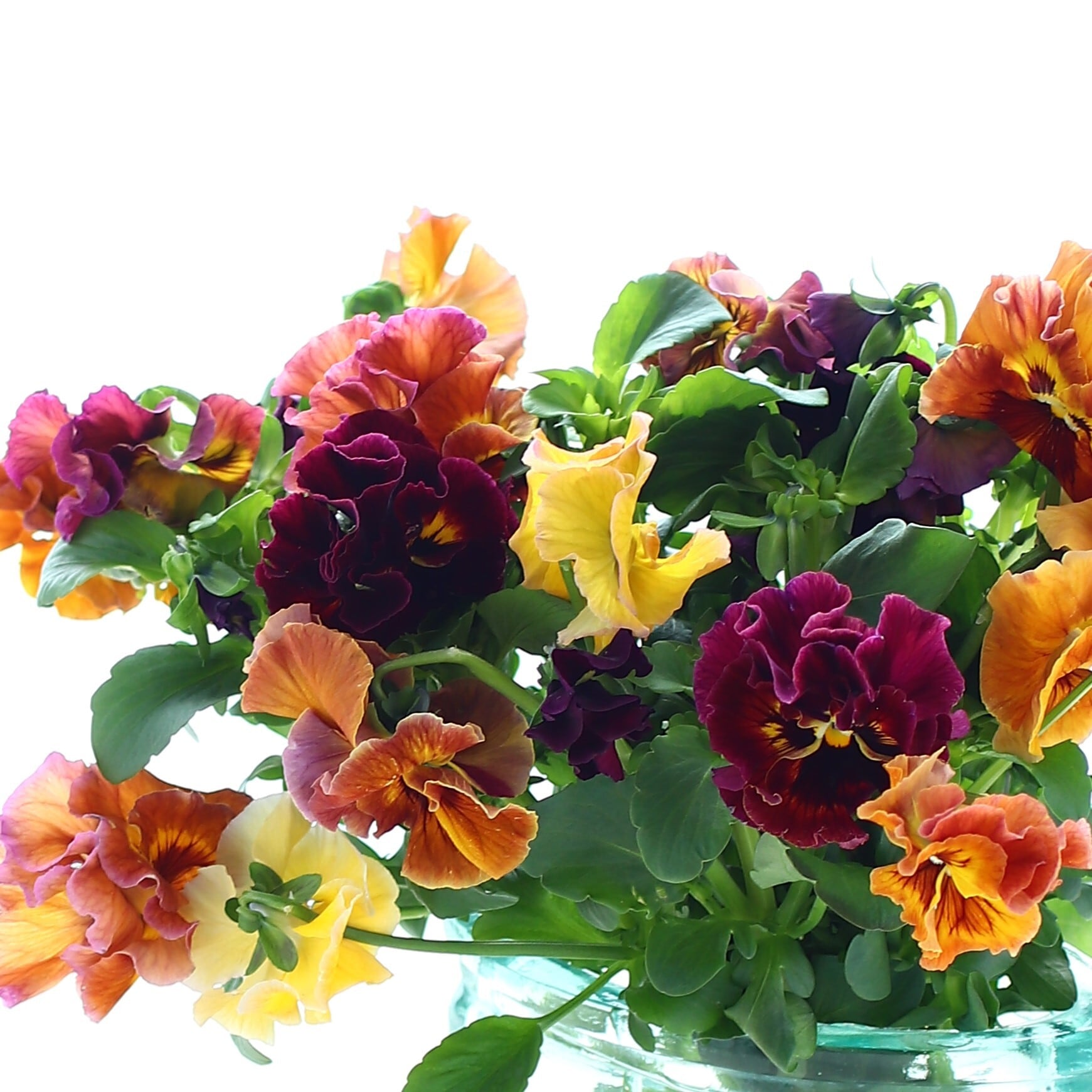 春の花束「花言葉はあなたを想う　パンジー大人オレンジMIX　花束」春の花束　卒業　入学　バレンタインデー　ホワイトデー　パンジー