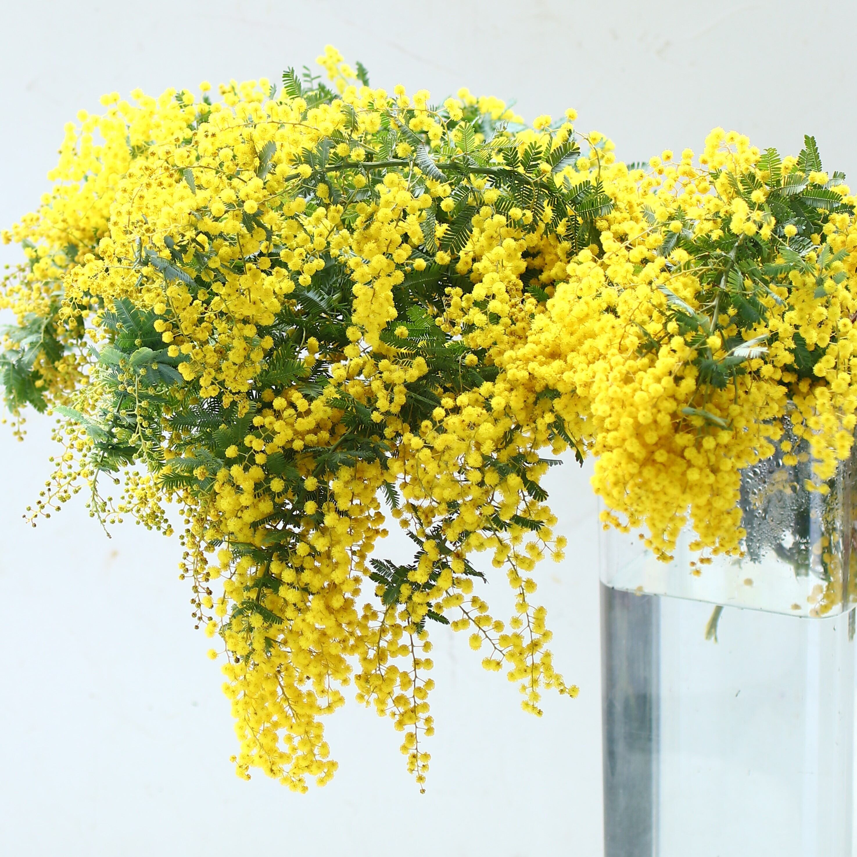 ミモザ 花束「ミモザのフレッシュブーケ」Lサイズ 70cm ミモザ フレッシュ ミモザアカシア 花束