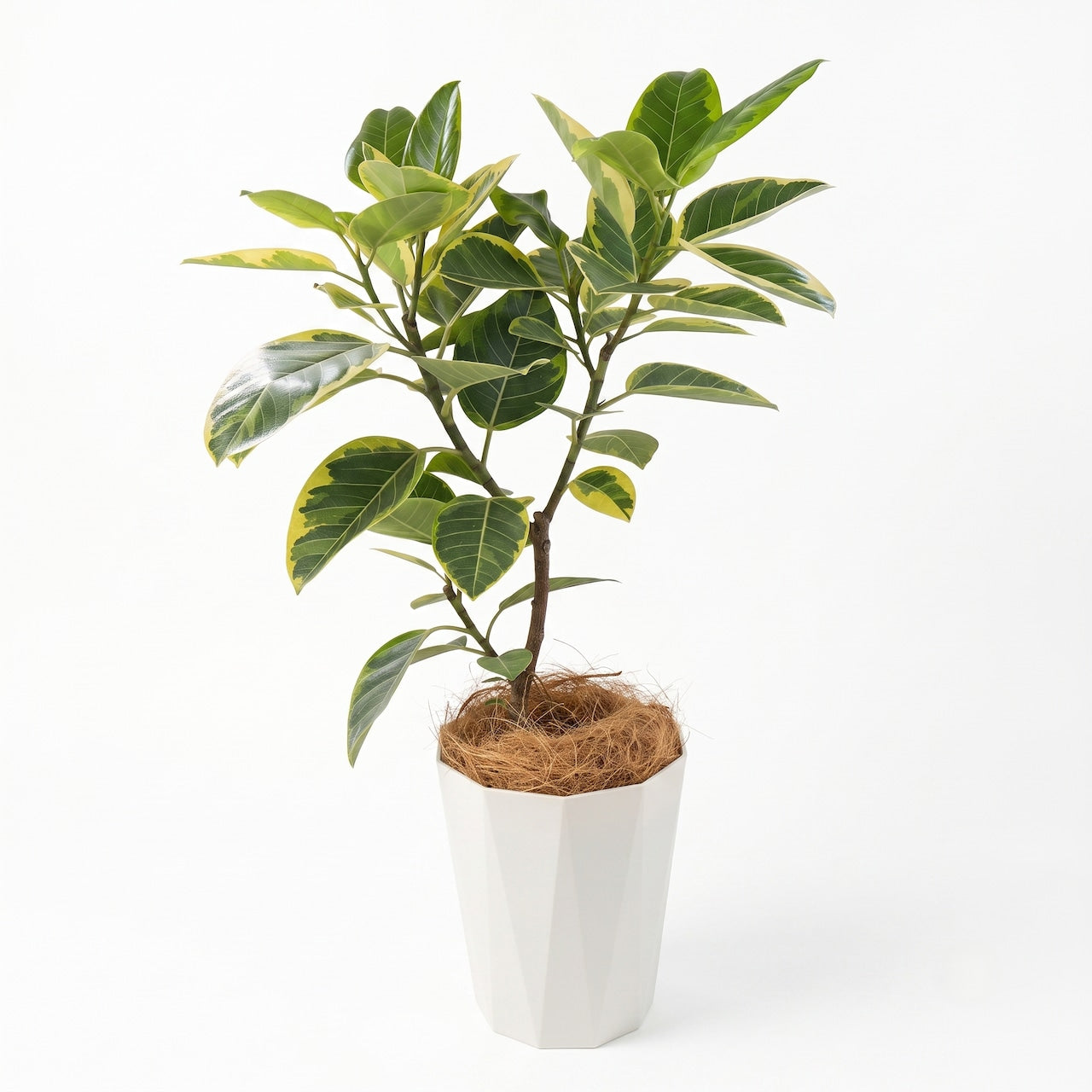 観葉植物「フィカス・アルテシマ」白樹脂鉢カバー8号 20,000円（税別） 大型 開店祝い 開業祝い 移転祝い 新築祝い 六本木配送無料 お祝い 引越祝い シンボルツリー Lサイズ