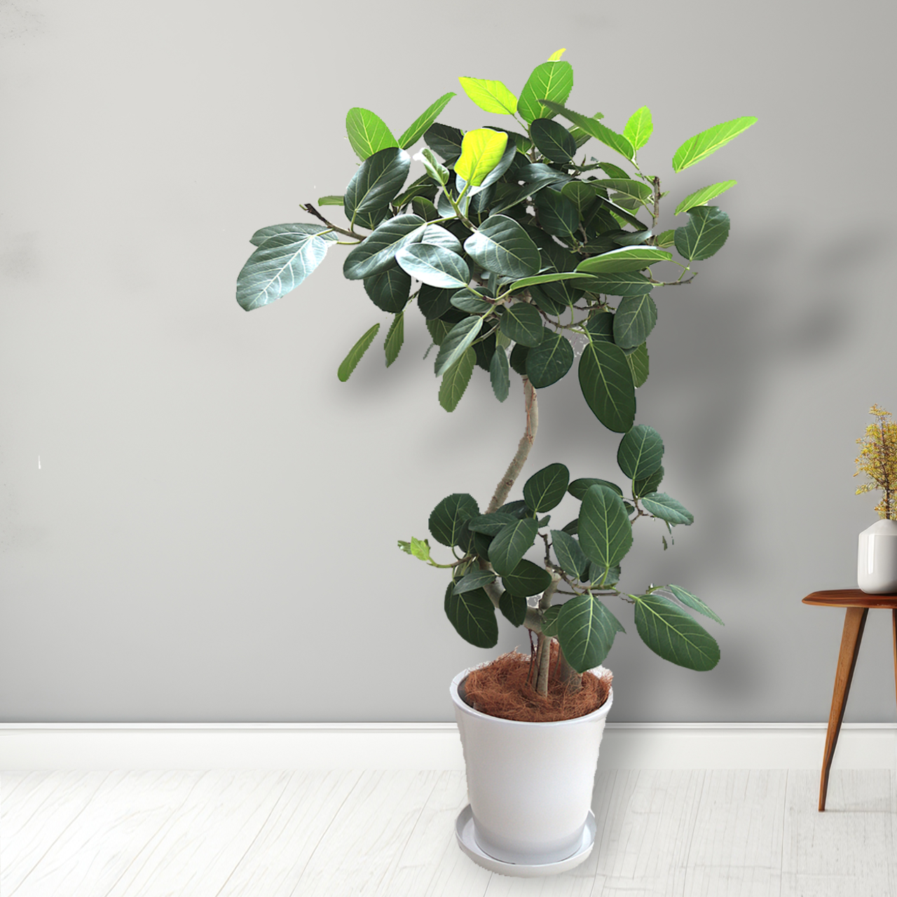 観葉植物 「フィカス・ベンガレンシス曲がり」陶器鉢 10号 35,000円（税別）ベンガル菩提樹 お祝い 開業祝い 開店祝い 移転祝い 引越祝い  Lサイズ