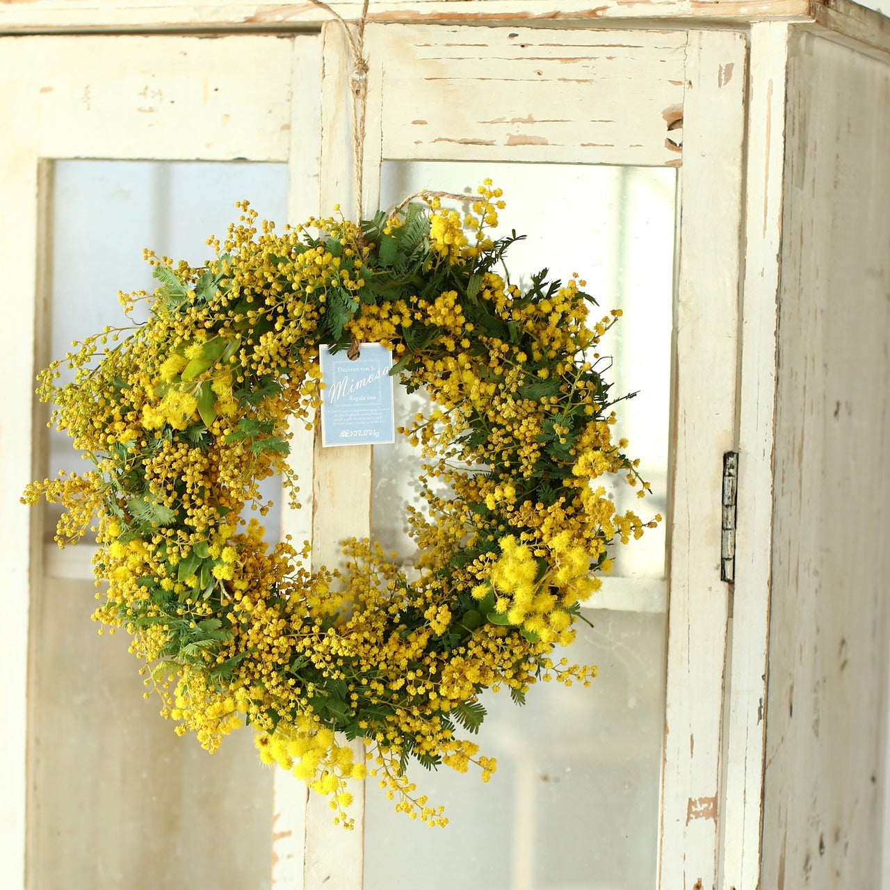 ミモザ  リース「ミモザのドライフラワーになるフレッシュリース」Mサイズ 25cm ミモザ フレッシュ ミモザアカシア