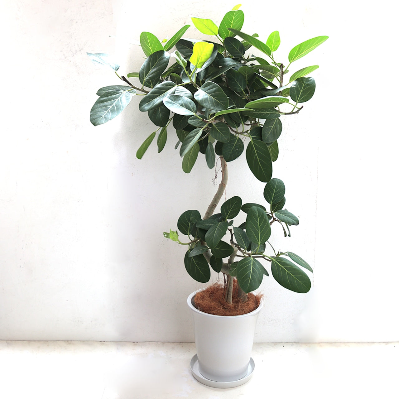 観葉植物 「フィカス・ベンガレンシス曲がり」陶器鉢 10号 35,000円（税別）ベンガル菩提樹 お祝い 開業祝い 開店祝い 移転祝い 引越祝い  Lサイズ