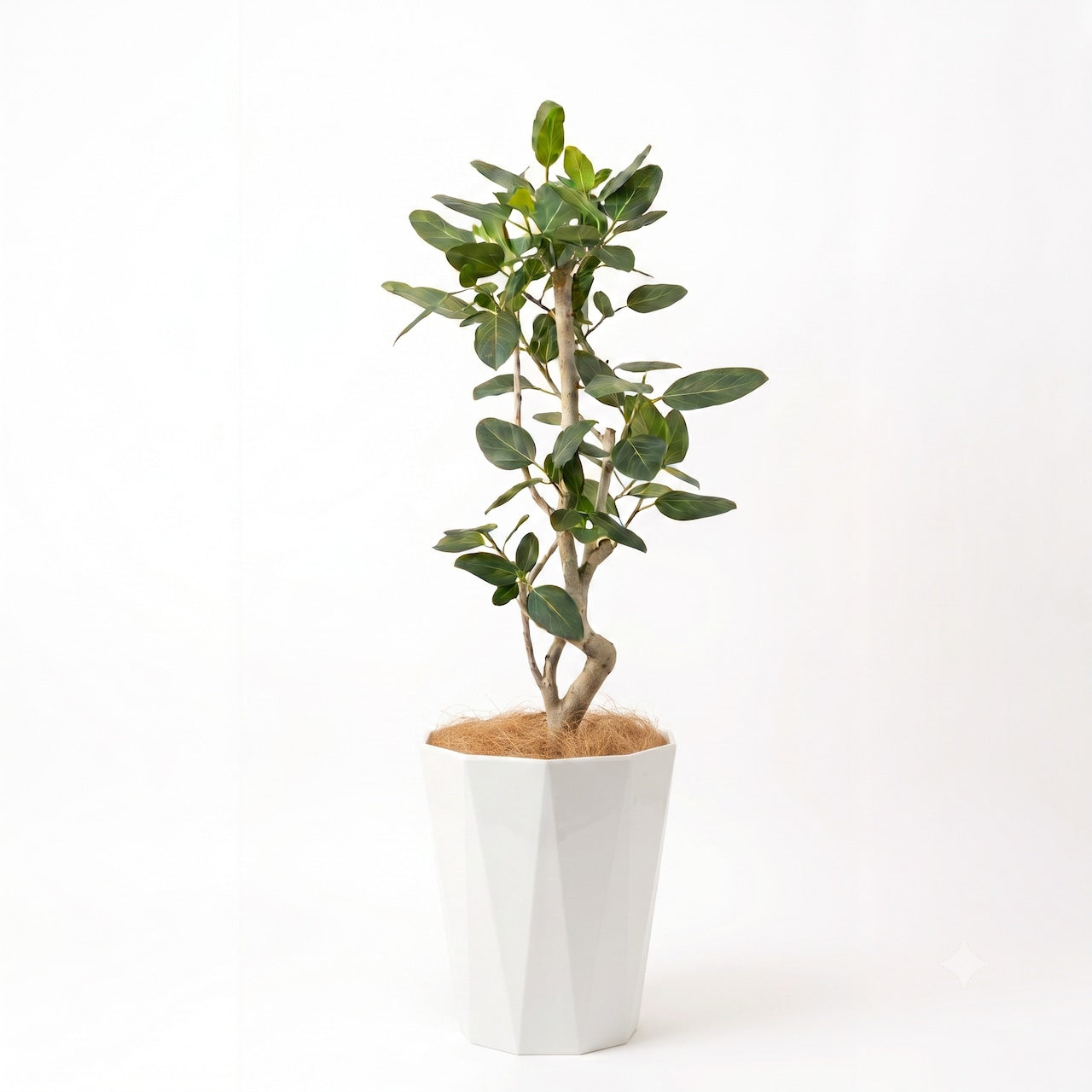 観葉植物 「フィカス・ベンガレンシス」樹脂カバー 8号 20000円(税別）ベンガル菩提樹 お祝い 開業祝い 開店祝い 移転祝い 引越祝い  Lサイズ