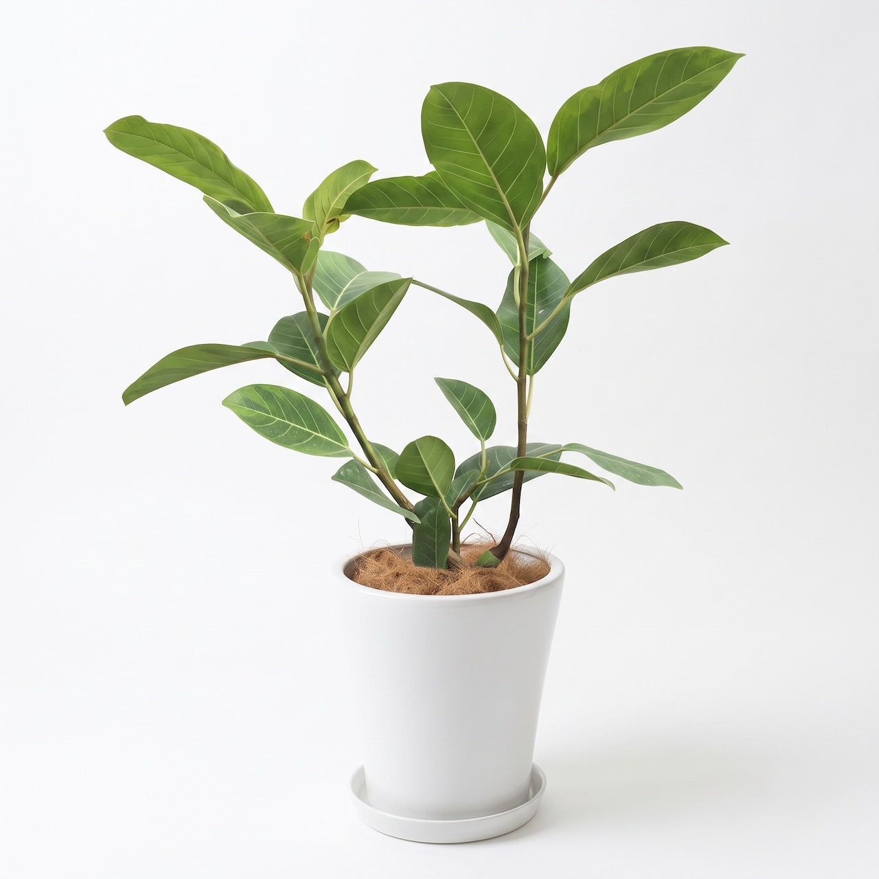 観葉植物「フィカス・アルテシマ」白陶器鉢 5号 11,000円（税込） 卓上 小型 開店祝い 開業祝い 移転祝い 新築祝い 六本木配送無料 お祝い 引越祝い インテリアグリーン　Mサイズ