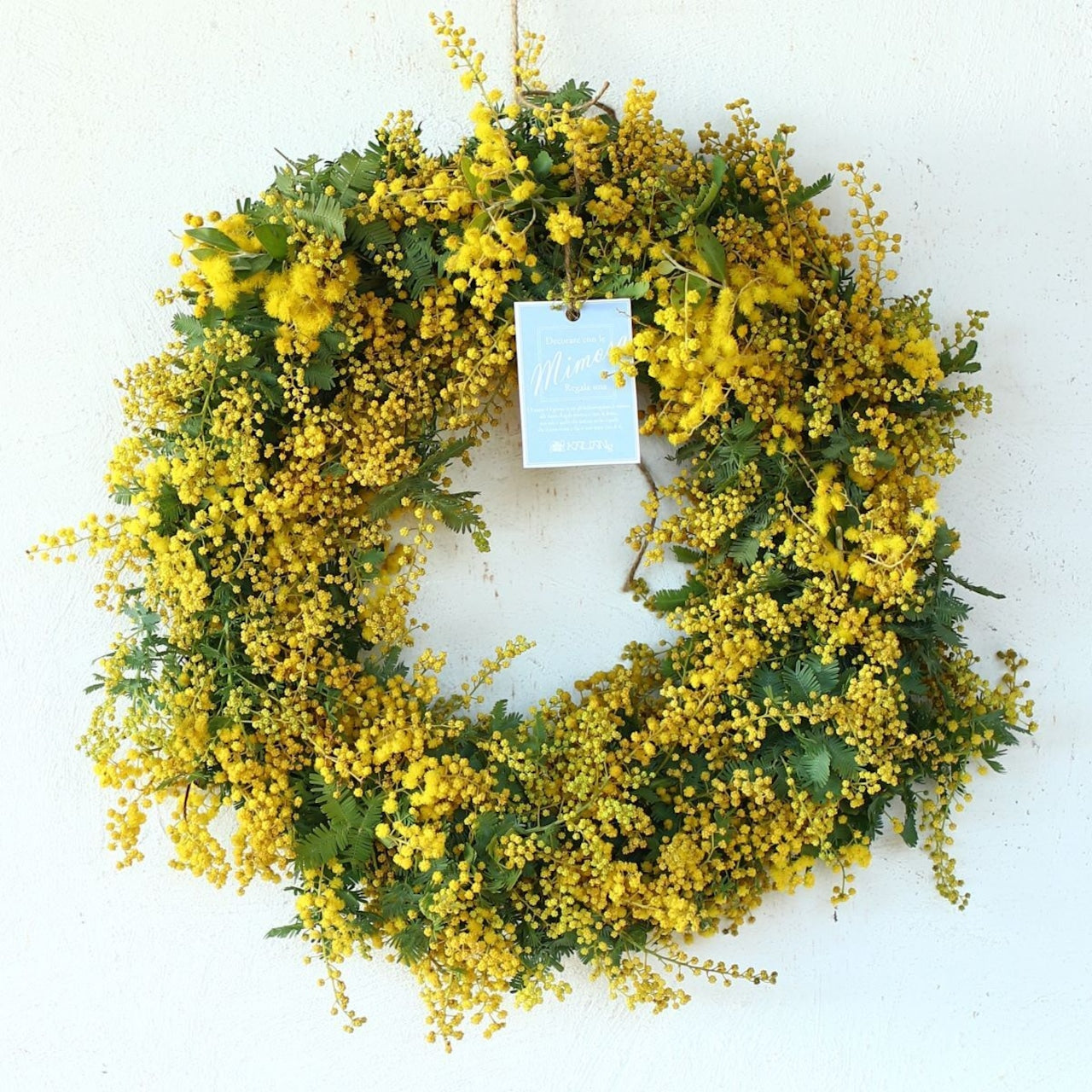 ミモザ 「ミモザのドライフラワーになるフレッシュリース」Lサイズ 35cm ミモザ フレッシュ ミモザアカシア