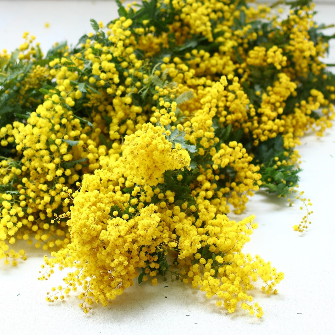 ミモザ 花材のみ「フレッシュミモザ10本セット」Lサイズ 70cm ミモザ フレッシュ ミモザアカシア 花材 ギフト無し