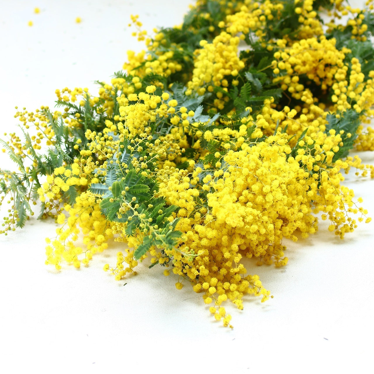 ミモザ 花材のみ「フレッシュミモザ５本セット」Lサイズ 70cm ミモザ フレッシュ ミモザアカシア 花材 ギフト無し