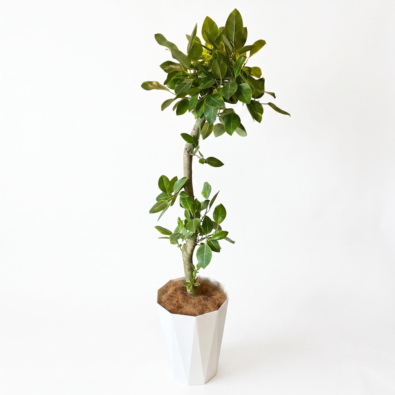 観葉植物「フィカス・アルテシマ」白樹脂鉢カバー10号 27,500円（税込） 大型 開店祝い 開業祝い 移転祝い 新築祝い 六本木配送無料 お祝い 引越祝い シンボルツリー　LLサイズ