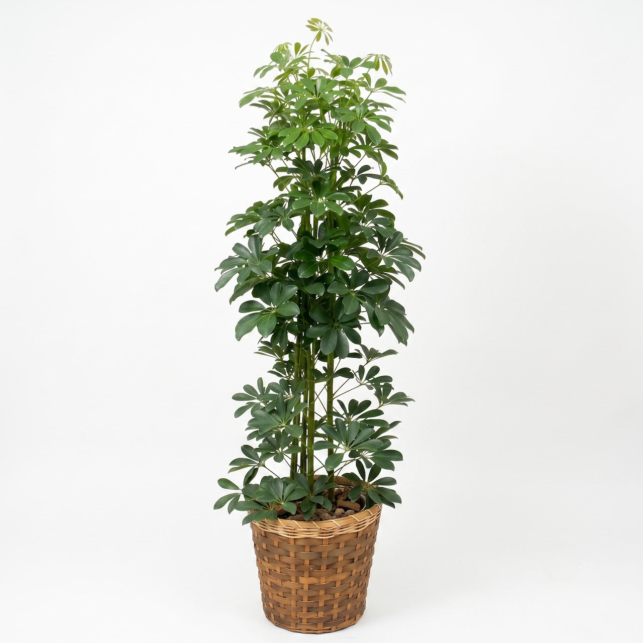 観葉植物「カポック（シェフレラ）」10号 バスケット鉢カバー付き 22,000円（税別） 大型 開店祝い 開業祝い 移転祝い 新築祝い 六本木配送無料 お祝い 引越祝い Lサイズ