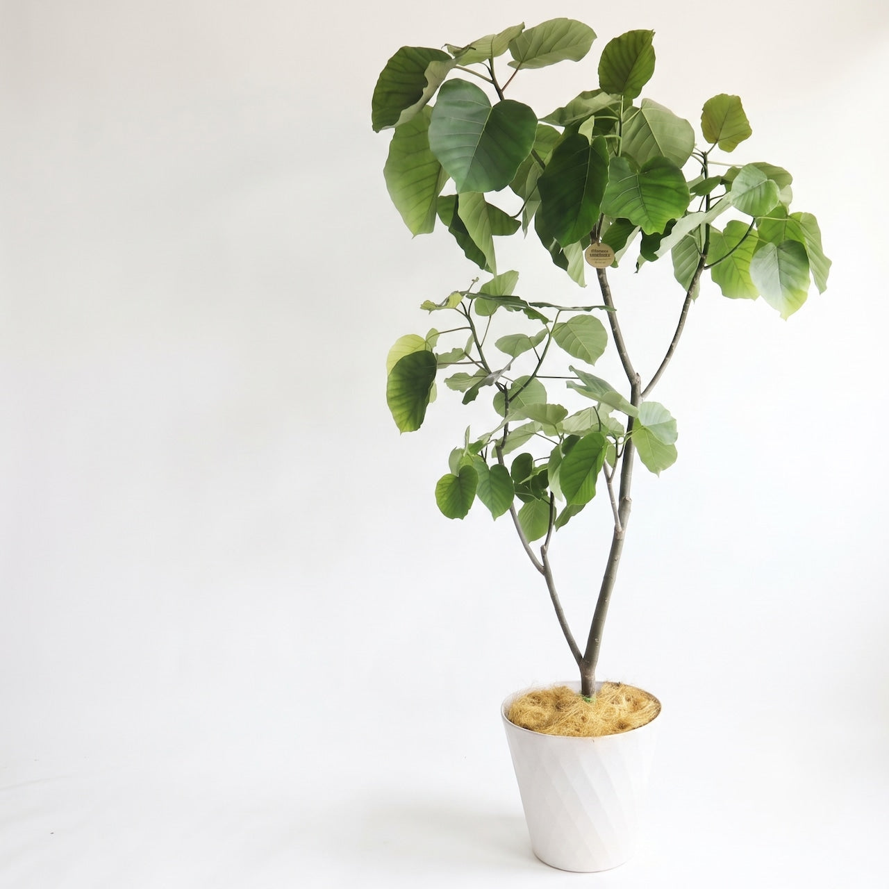 観葉植物「フィカス・ウンベラータ」 樹脂カバー10号 25,000円(税別)お祝い 開業祝い 開店祝い 移転祝い 引越祝い 大きいサイズ LLサイズ