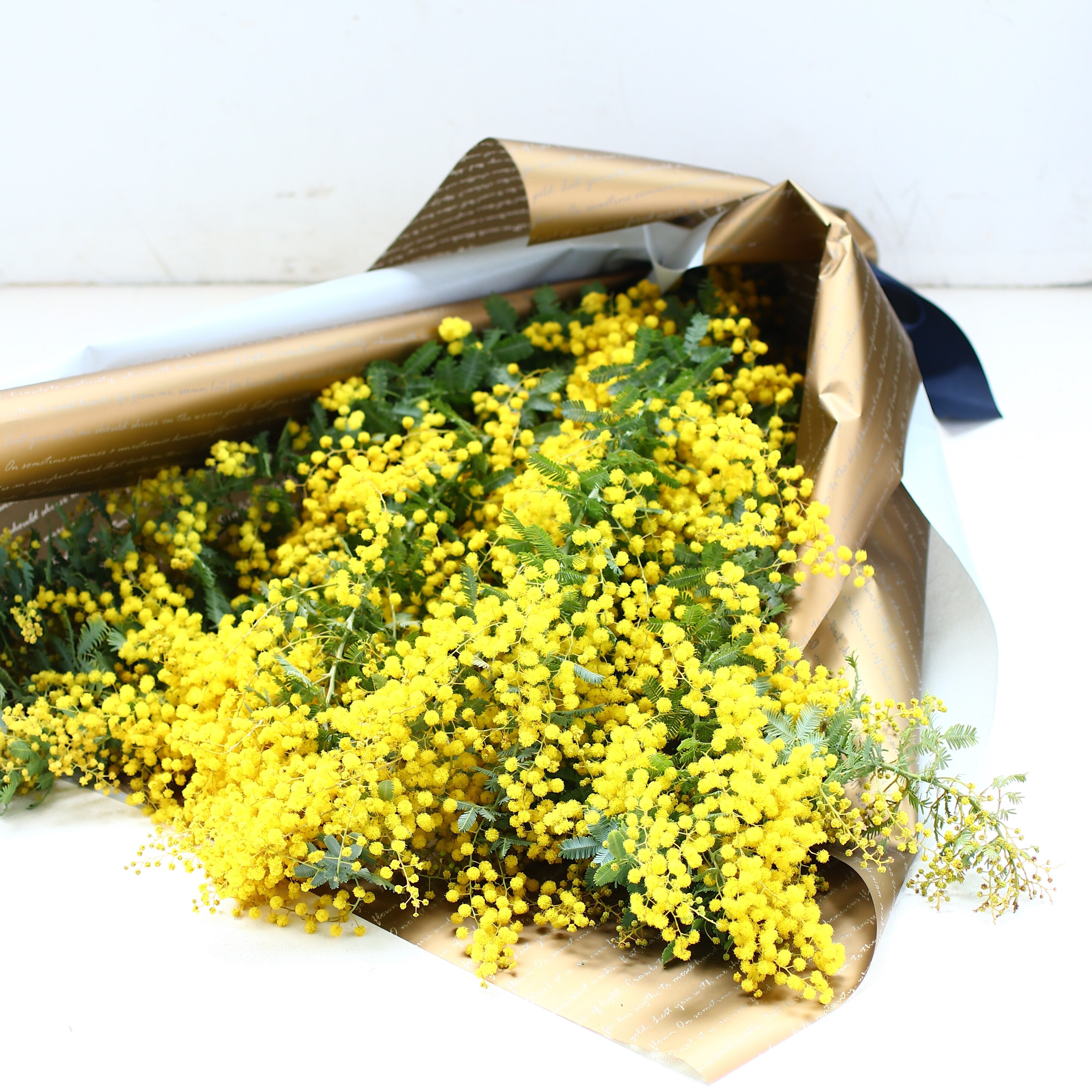 ミモザ 花束「ミモザのフレッシュブーケ」Lサイズ 70cm ミモザ フレッシュ ミモザアカシア 花束