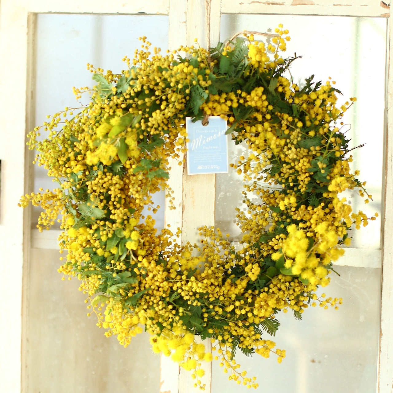 ミモザ  リース「ミモザのドライフラワーになるフレッシュリース」Mサイズ 25cm ミモザ フレッシュ ミモザアカシア