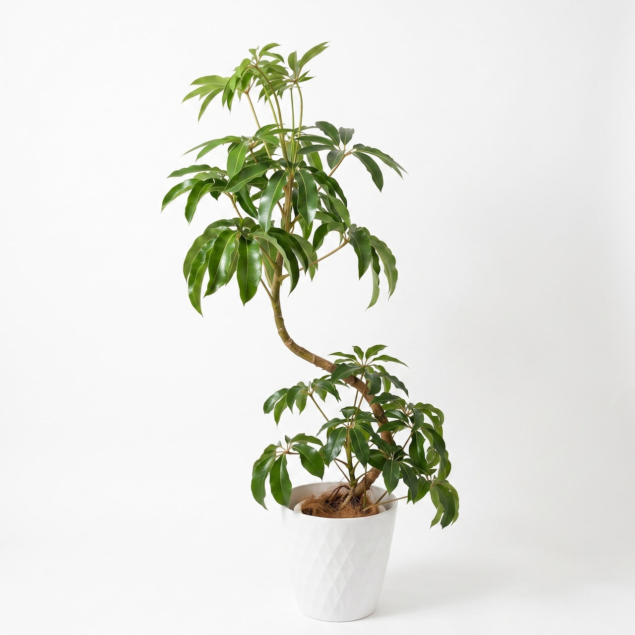 観葉植物「ツピタンサス（シェフレラ・プックレリ）」曲がり樹形 白樹脂鉢カバー8号 20,000円（税別） 中型～大型 開店祝い 開業祝い 移転祝い 新築祝い 六本木配送無料 お祝い 引越祝い