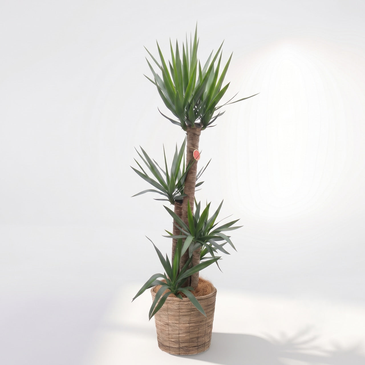 観葉植物「ユッカ（青年の木）」バスケット鉢カバー10号 30000円（税別）大型  開店祝い 開業祝い 移転祝い 新築祝い 六本木配送無料　お祝い 開業祝い 開店祝い 移転祝い 引越祝い 大きいサイズ LLサイズ