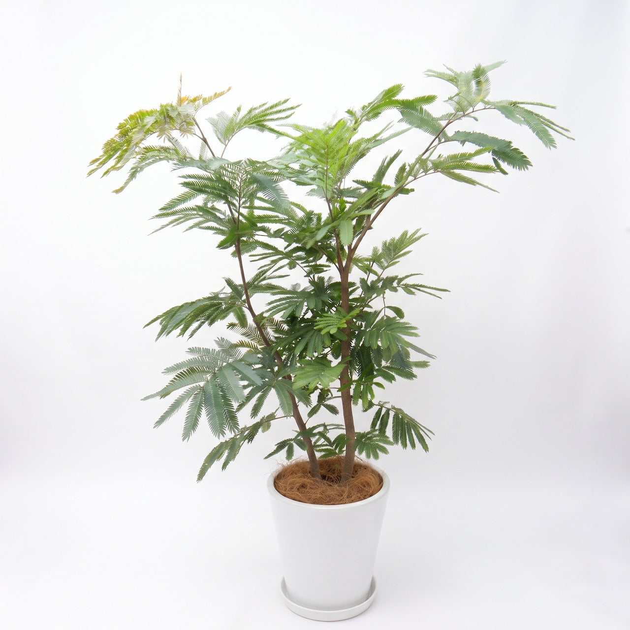 観葉植物「エバーフレッシュ」陶器鉢8号 25000円（税別）大型 開店祝い 開業祝い 移転祝い 新築祝い 六本木配送無料 お祝い 開業祝い 開店祝い 移転祝い 引越祝い Lサイズ