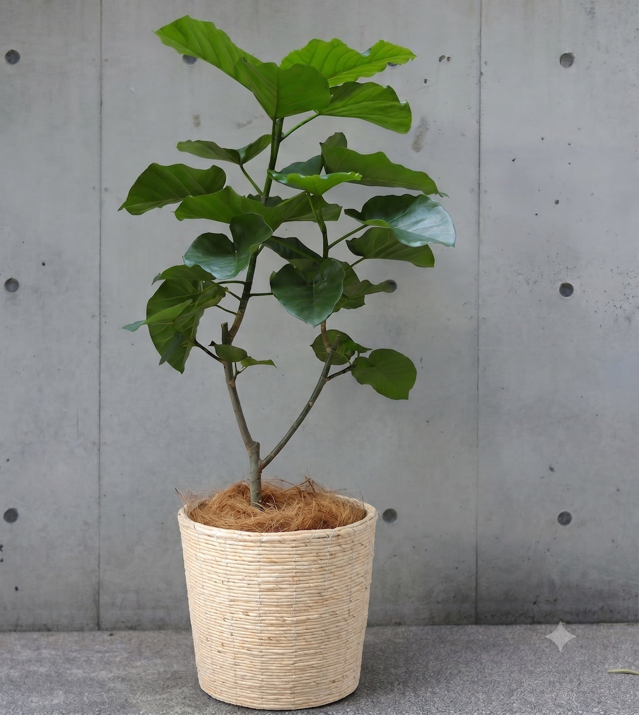 観葉植物「フィカス・ウンベラータ」 白系バスケット鉢カバー8号 22000円（税別）お祝い 開業祝い 開店祝い 移転祝い 引越祝い 大きいサイズ LLサイズ
