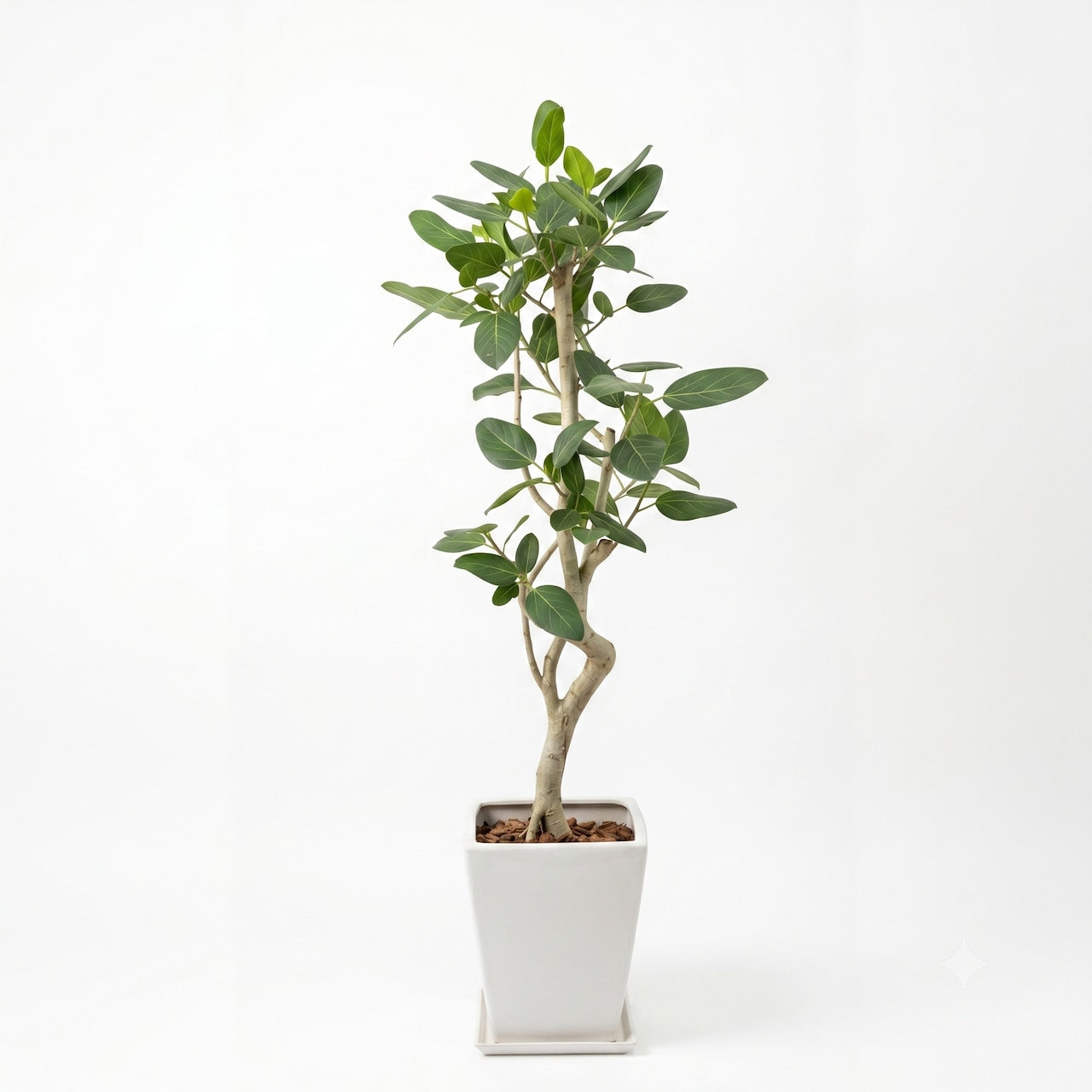観葉植物 「フィカス・ベンガレンシス」陶器鉢 8号 25000円(税別）　ベンガル菩提樹 お祝い 開業祝い 開店祝い 移転祝い 引越祝い  Lサイズ