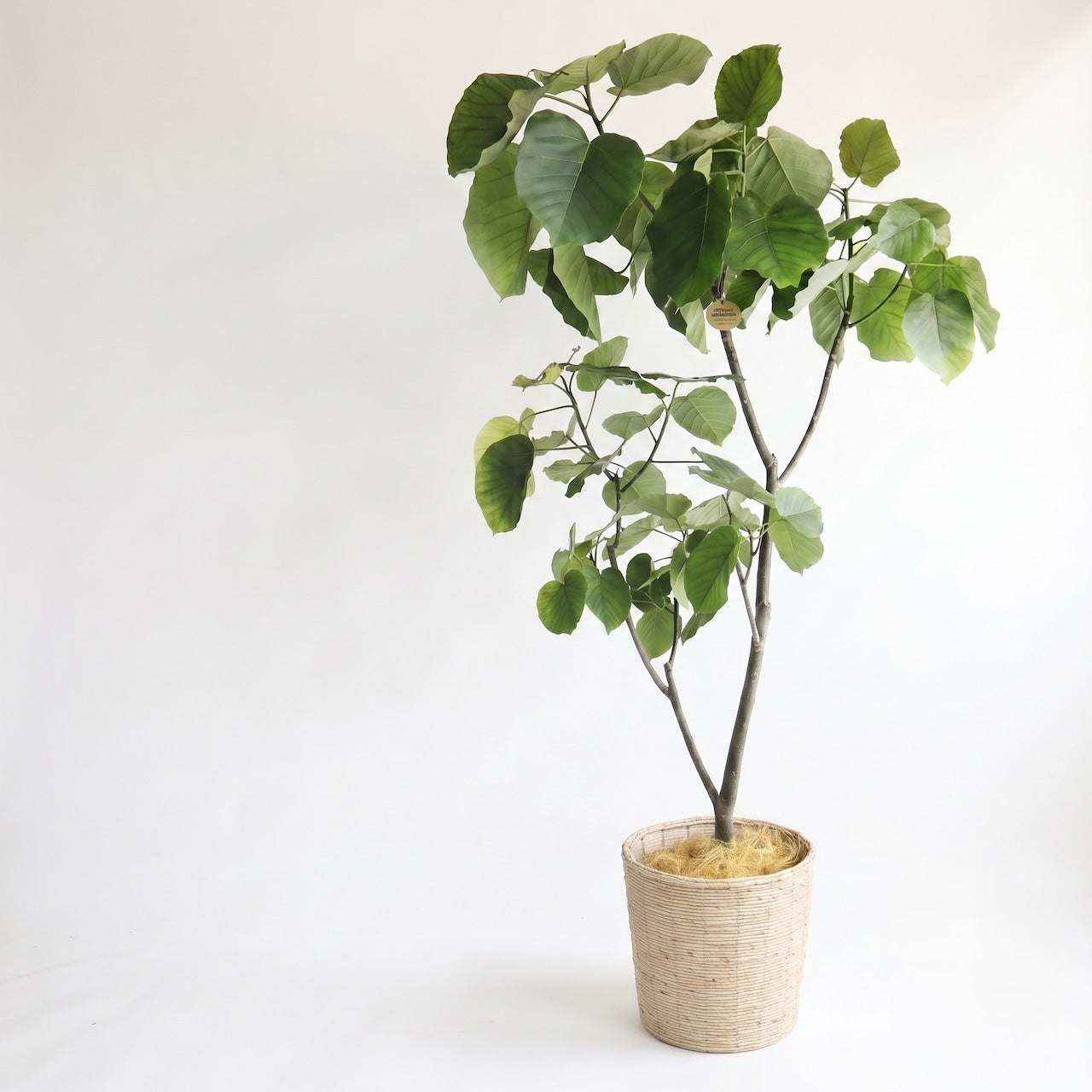 観葉植物「フィカス・ウンベラータ」 白系バスケット鉢カバー10号 30000円（税別）お祝い 開業祝い 開店祝い 移転祝い 引越祝い 大きいサイズ LLサイズ