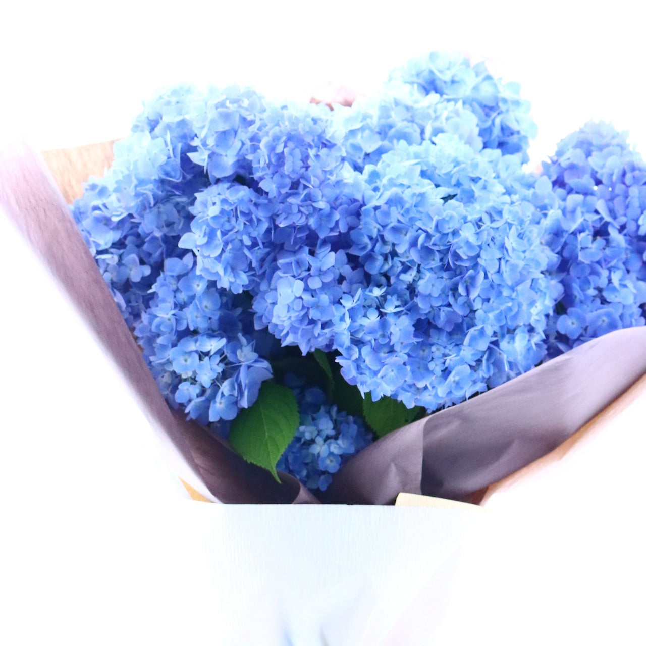 花束「爽やかなそして鮮やかなアジサイのブーケ」Lサイズ　ブーケ　父の日　記念日　ギフト　お誕生日　6月の贈り物　