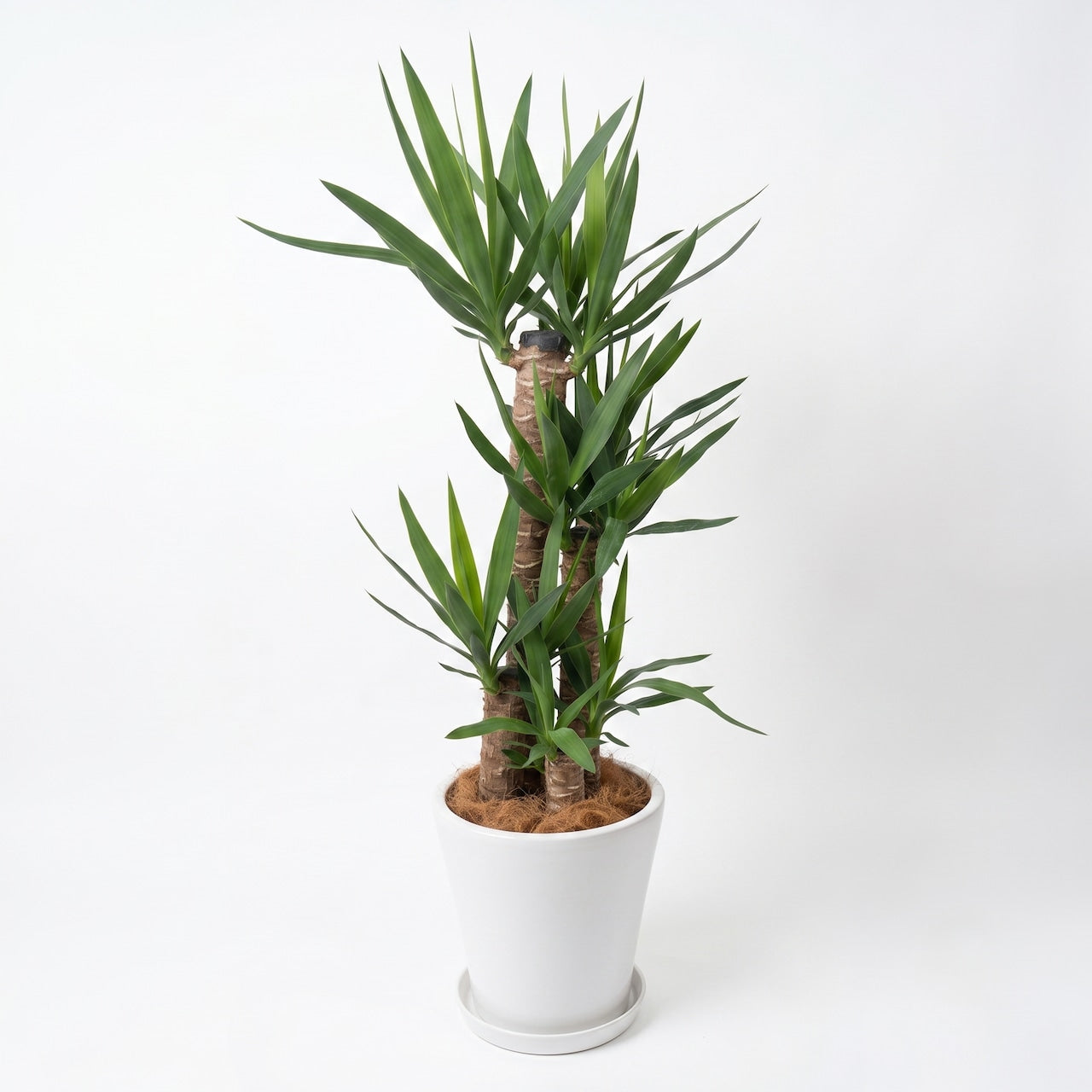 観葉植物「ユッカ（青年の木）」陶器鉢8号 27500円（税別）大型  開店祝い 開業祝い 移転祝い 新築祝い 六本木配送無料　お祝い 開業祝い 開店祝い 移転祝い 引越祝い Lサイズ